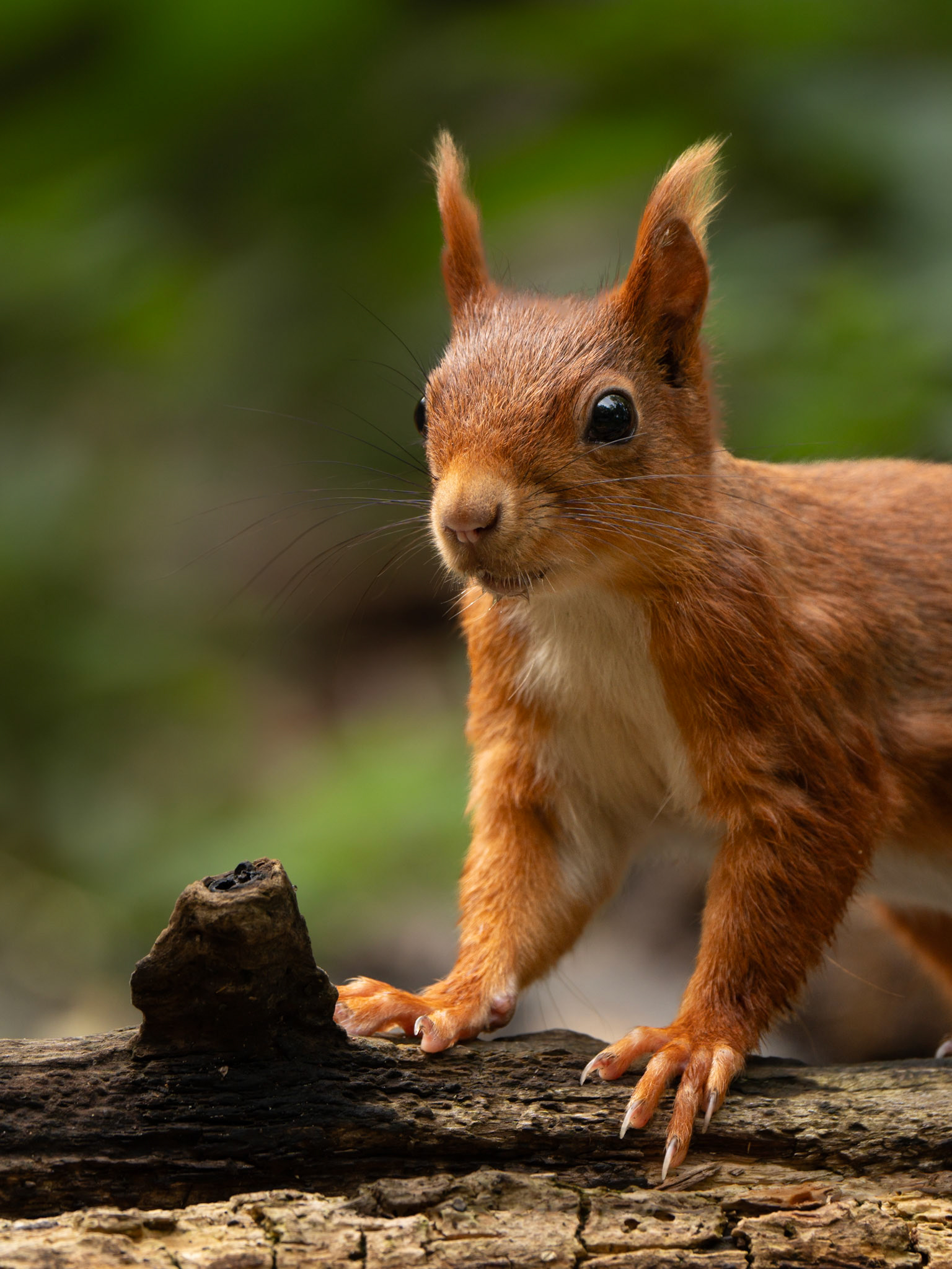 Ecureuil roux - Sciurus vulgaris - Red squirrel
