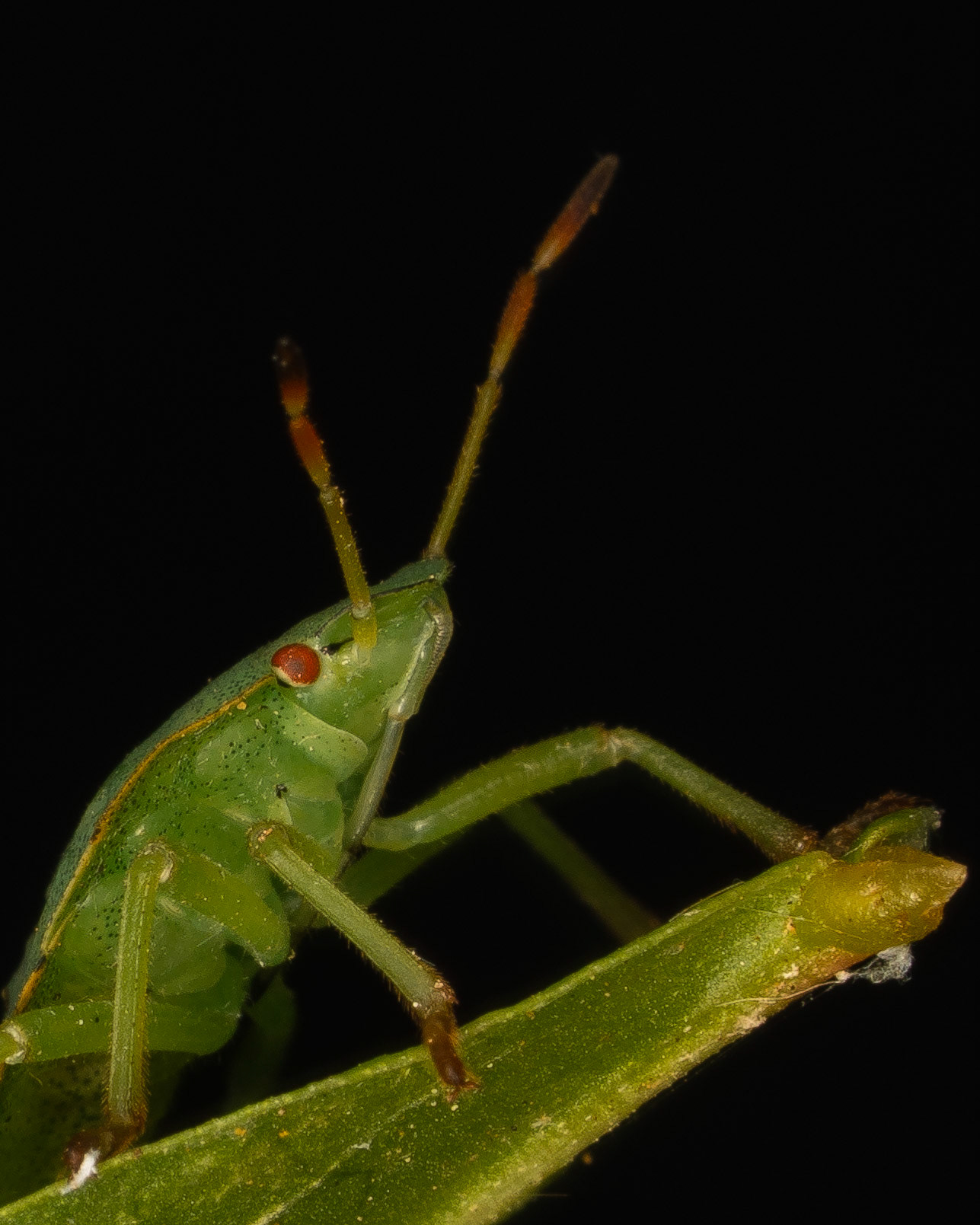 Punaise verte - Paloma prasina - Green shieldbug