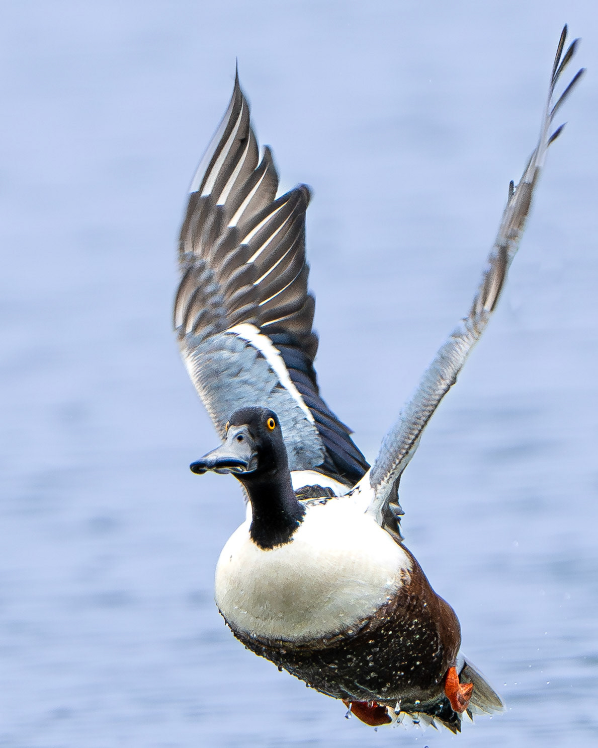 Canard souchet - Spatula clypeata - Northern Shoveler