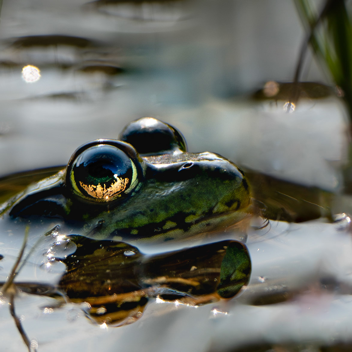 Grenouille verte - Lithobates clamitans - Green frog