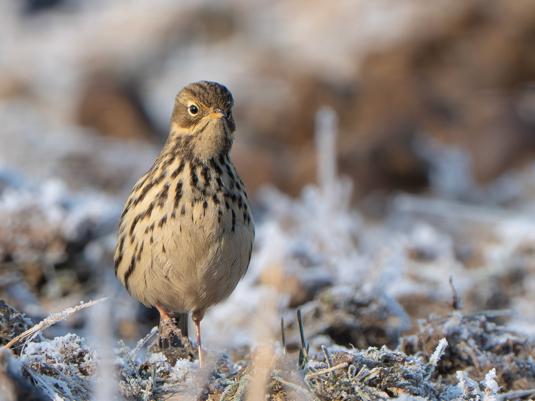 Pipit farlouse - Anthus pratense - Meadow pipit