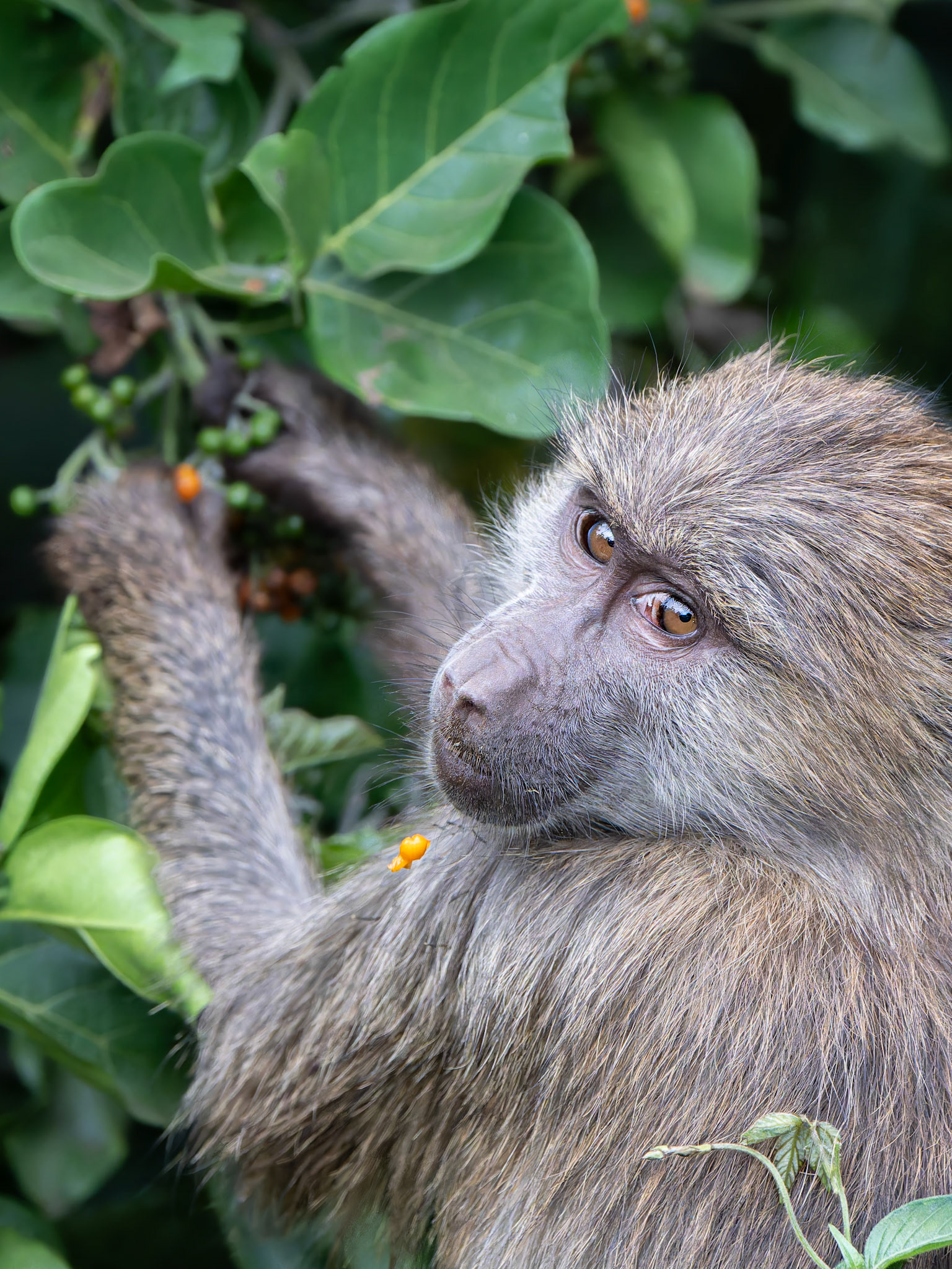 Babouin olive - Papio anubis - Olive baboon