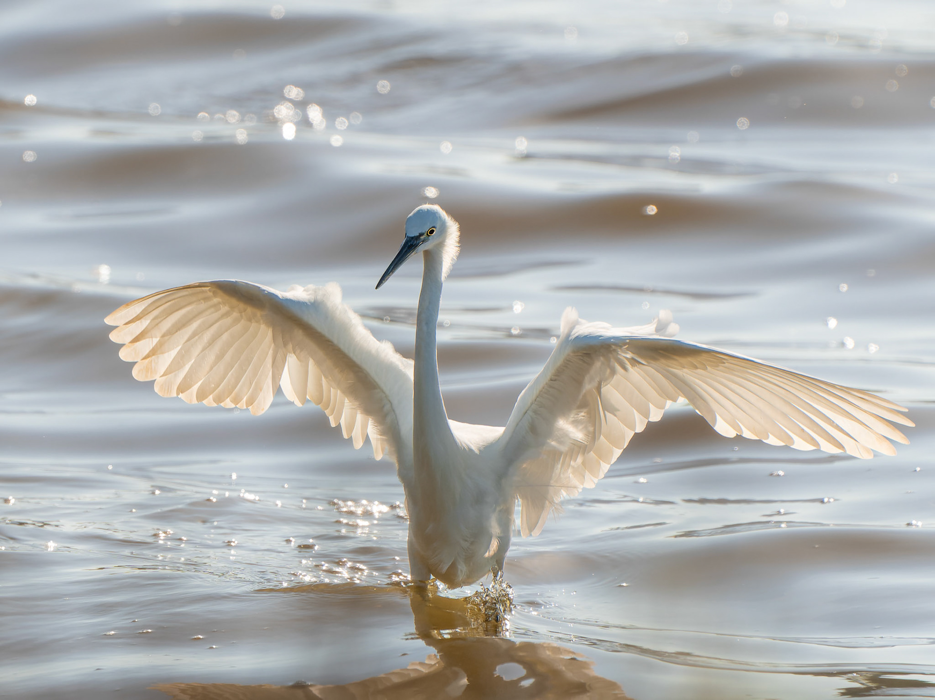 Aigrette garzette  - Egretta garzetta - Little egret