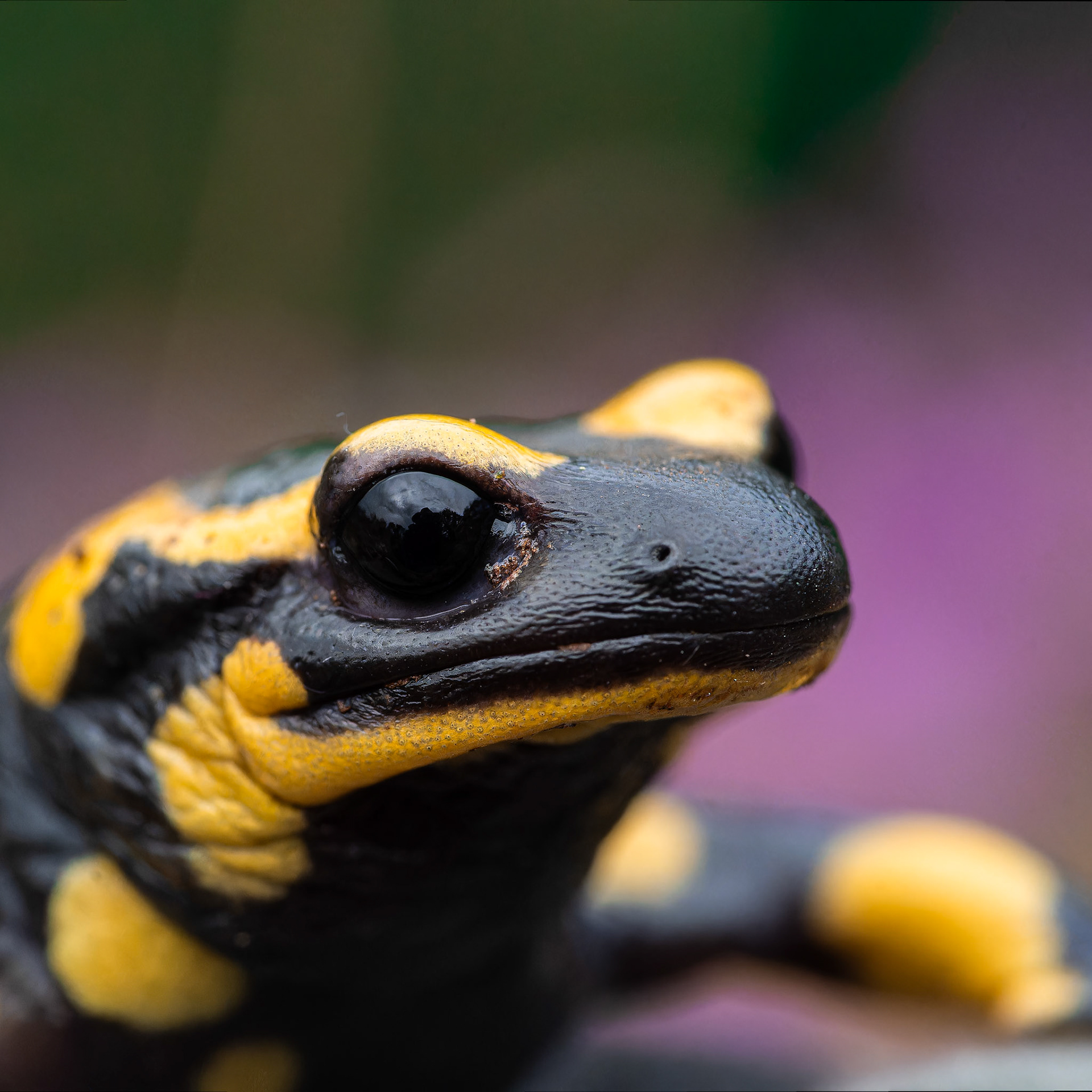 Salamandre tachetée - Salamandra salamandra - Fire salamander