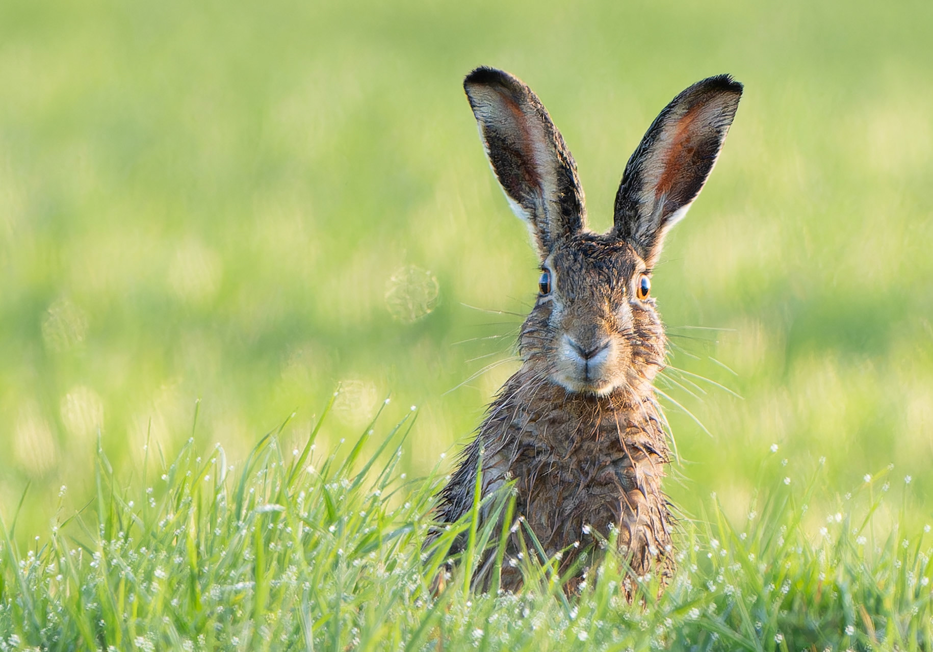 Lièvre d'Europe - Lepus europeaus - European Hare