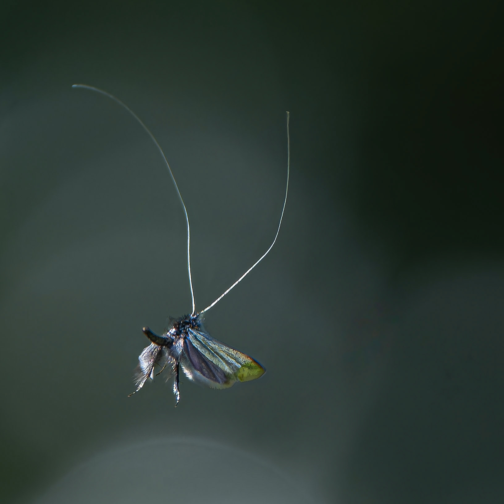 Adèle verdoyante - Adela reaumurella - Green longhorn