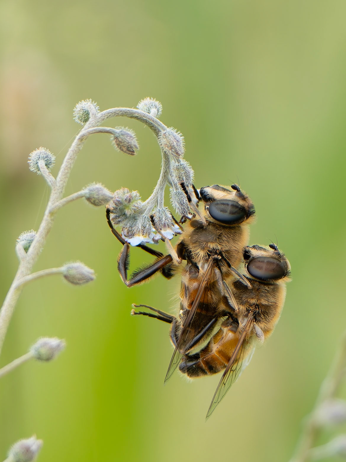 Eristale gluante - Eristalis tenax -  Common drone fly