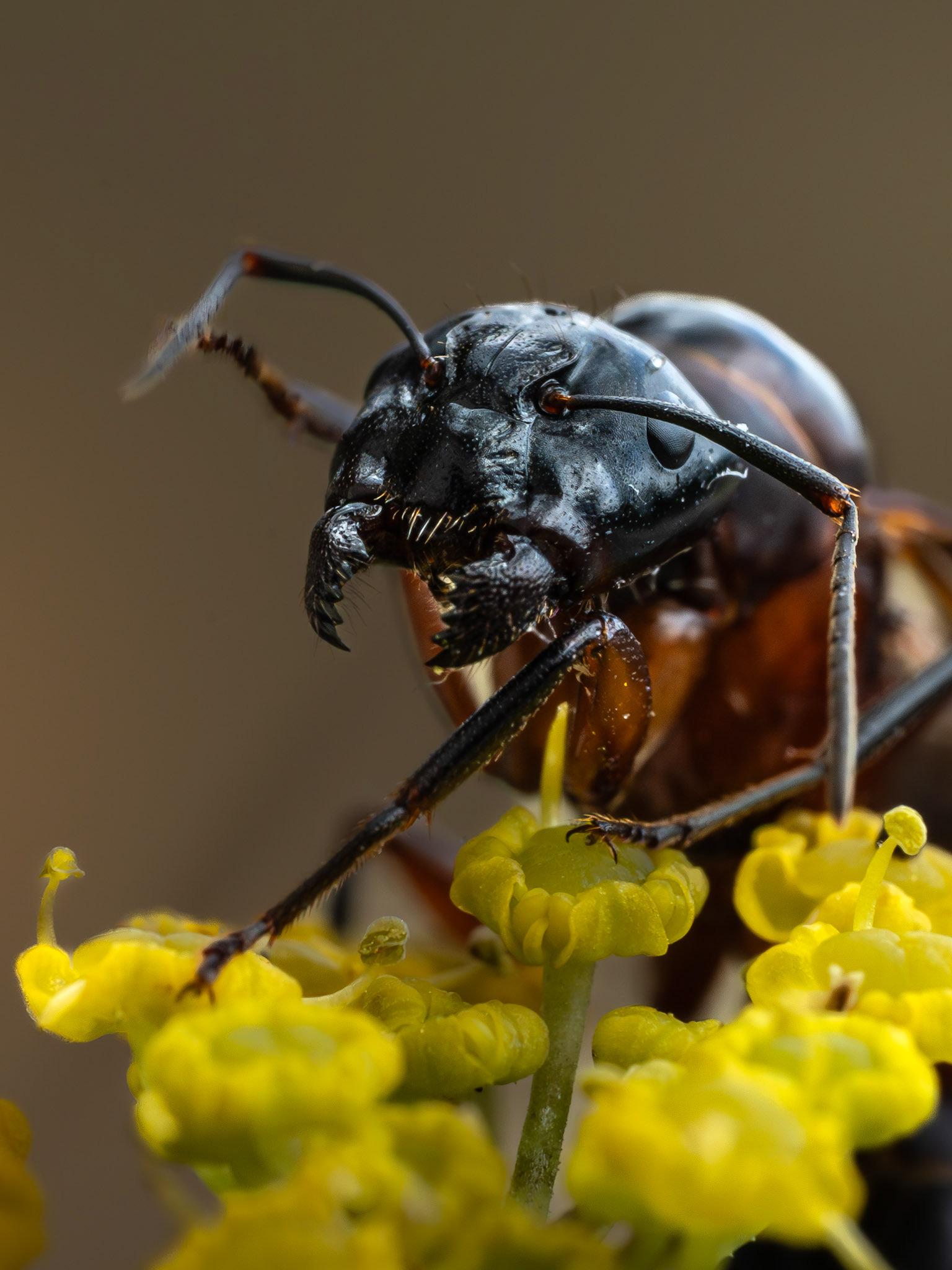 Camponote hercule - Camponotus herculeanus - Hercules ant