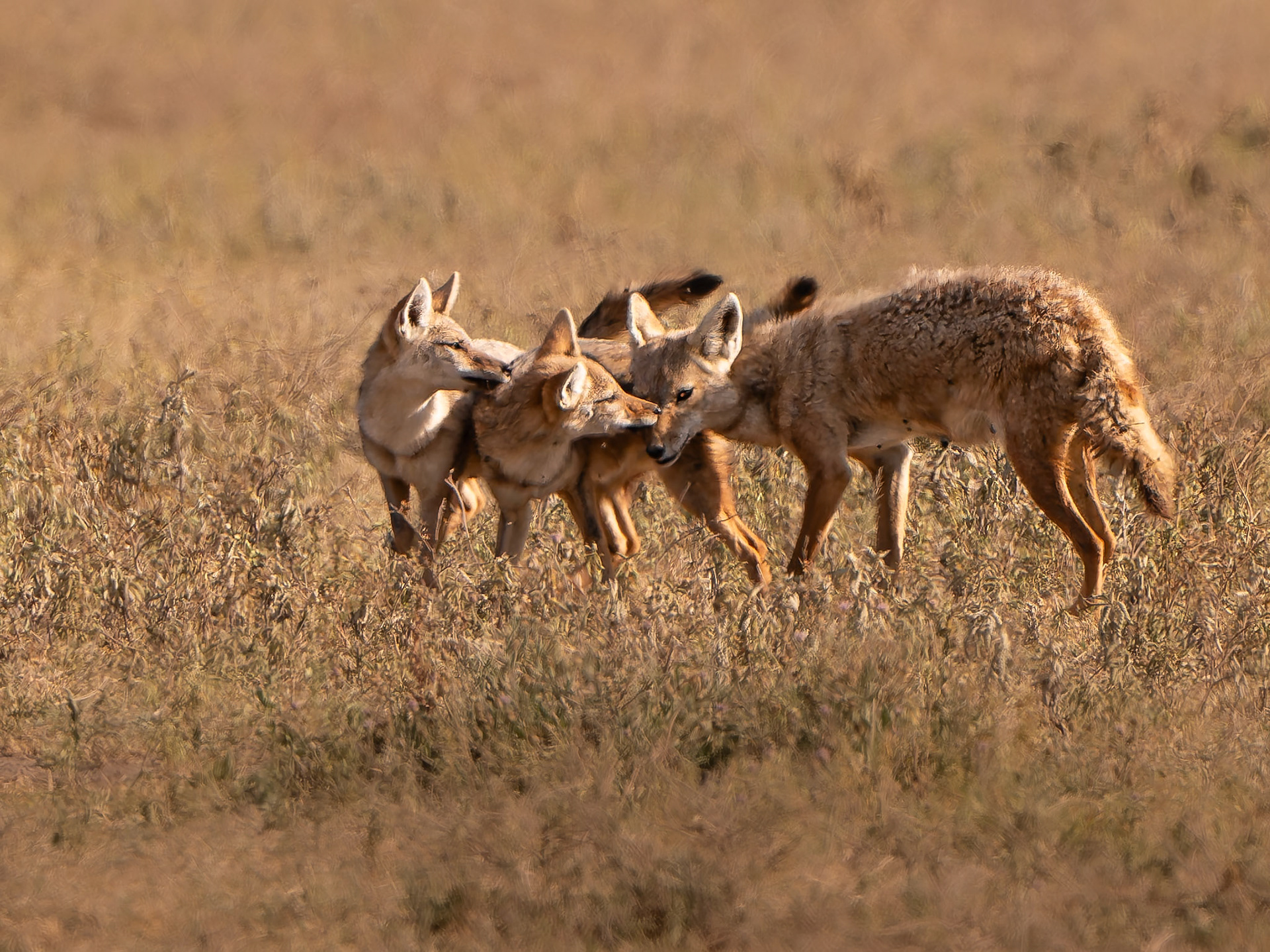 Loup doré d'Afrique - Canis aureus - Golden jackal