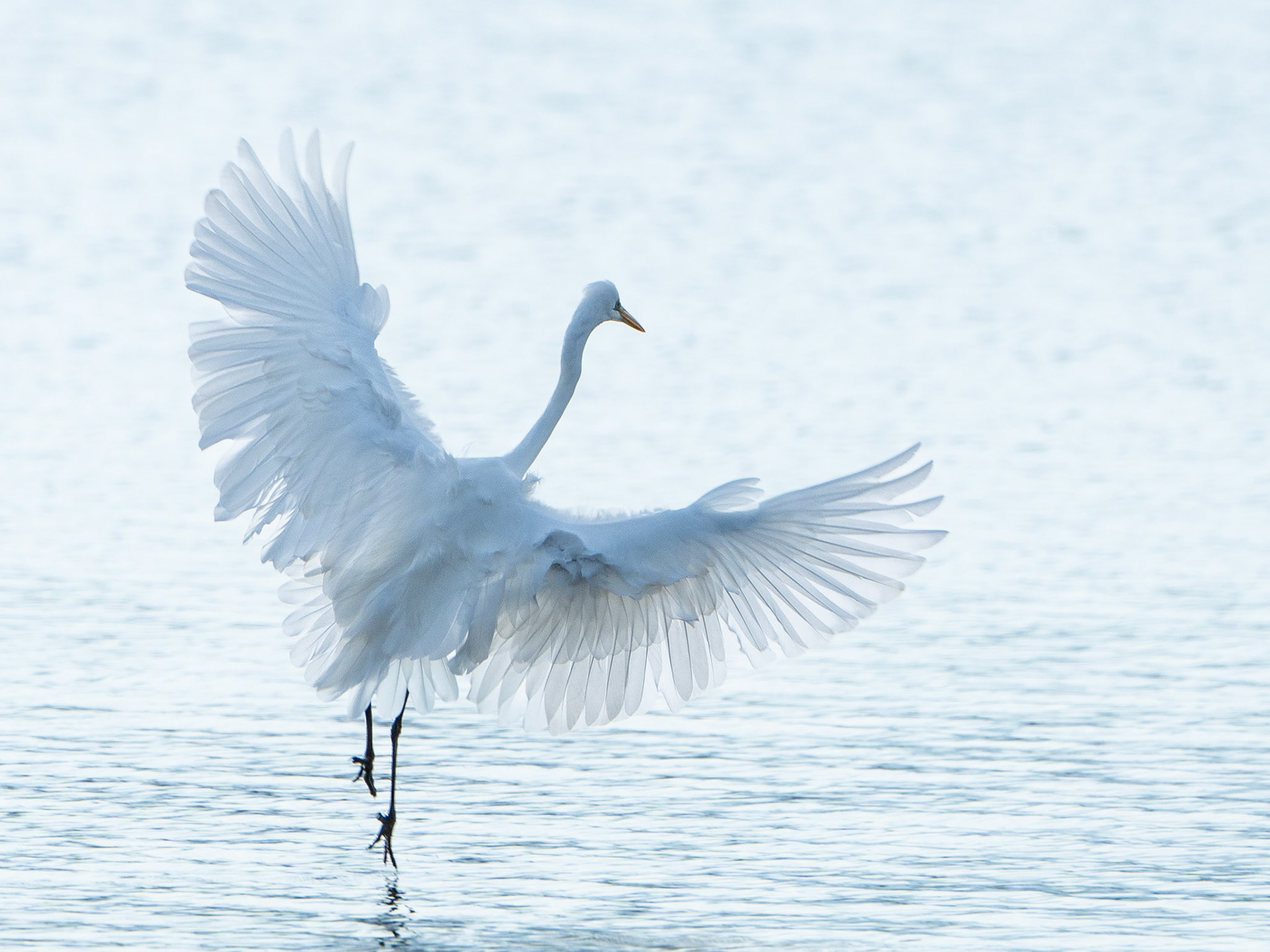 Grande aigrette - Ardea alba - Great egret