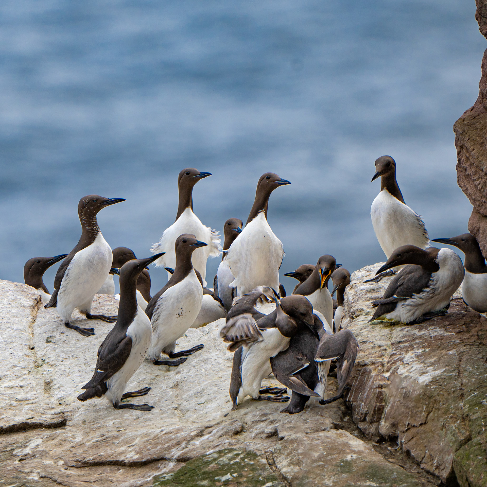 Guillemot de Troil - Uria aalge - Common Murre