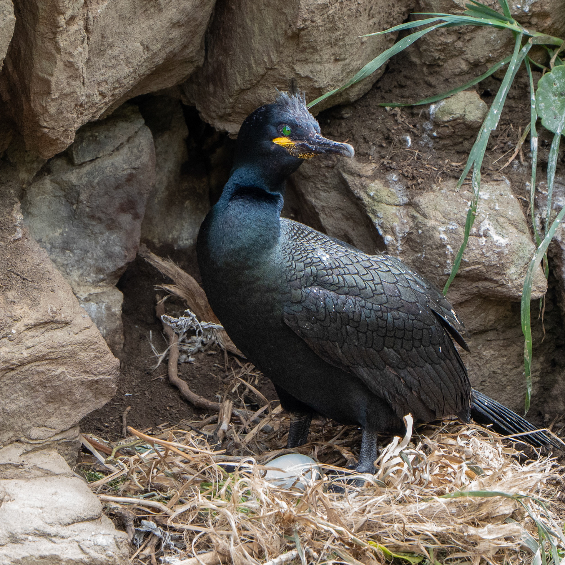 Cormoran huppé - Gulosus aristotelis - European Shag