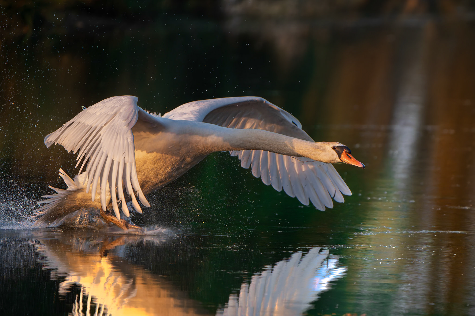 Cygne tuberculé - cygnus olor - Mute swan