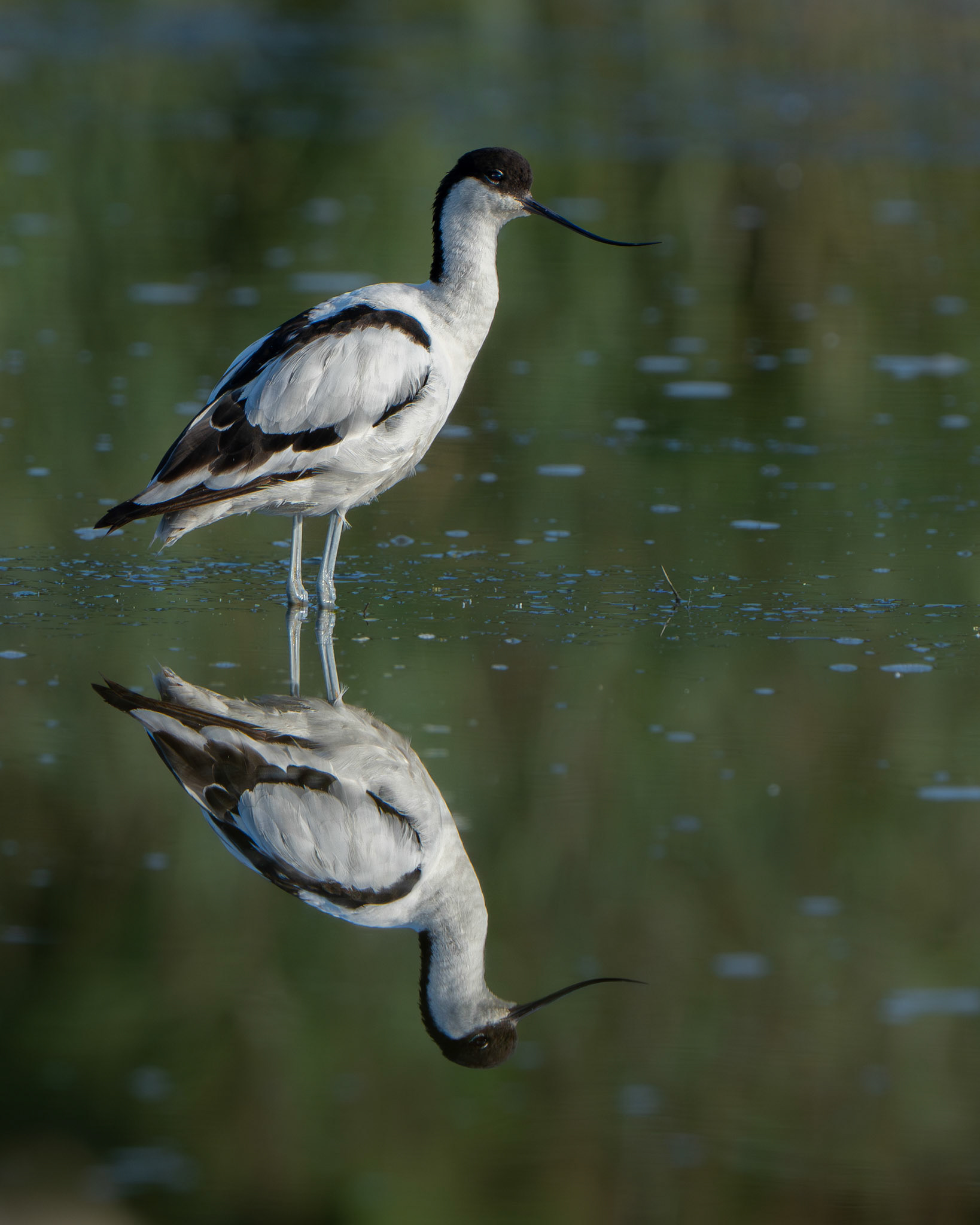 Avocette élégante - Recurvirostra avosetta - Pied Avocet