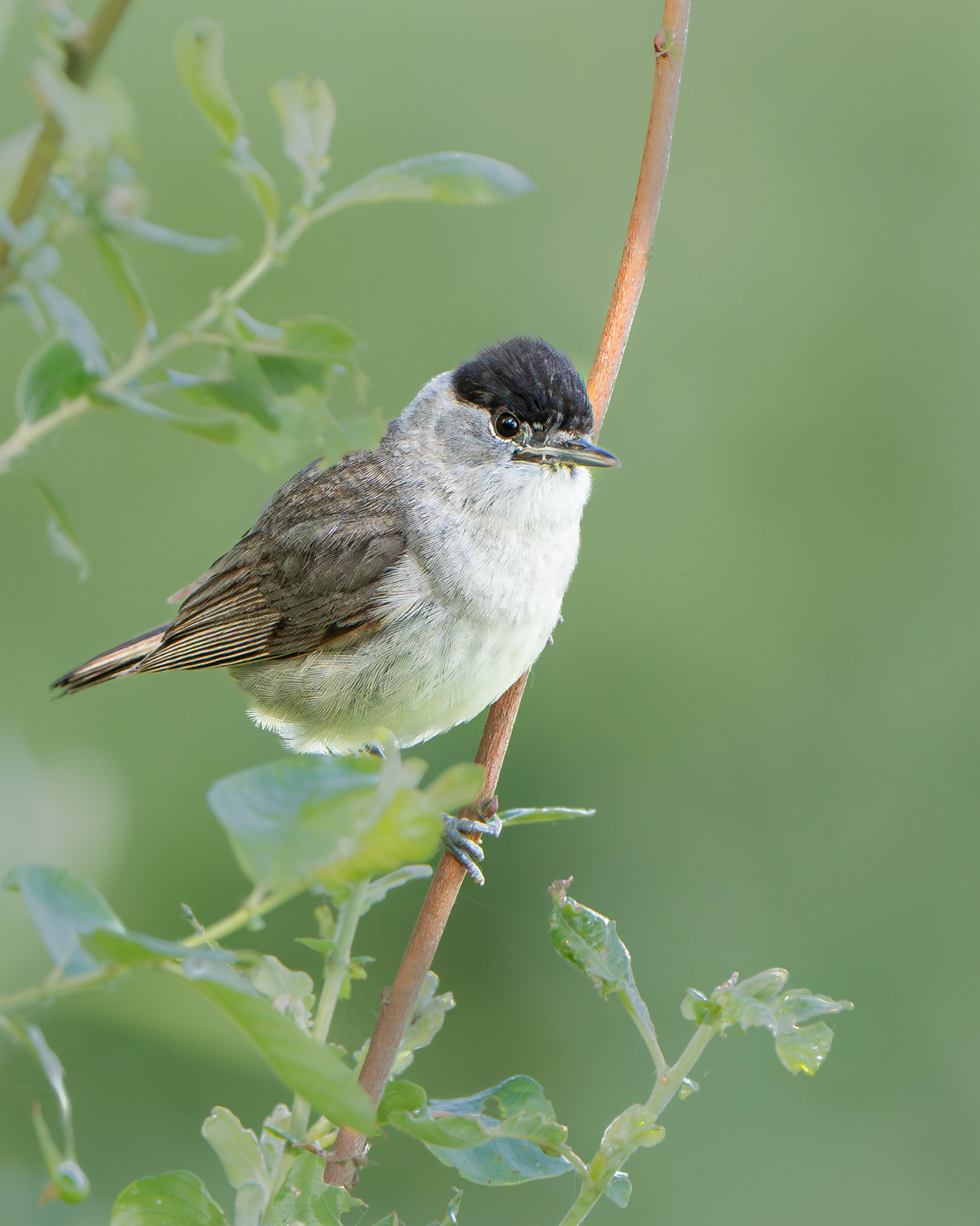 Fauvette à tête noire - Sylvia atricapilla - Eurasian Blackcap
