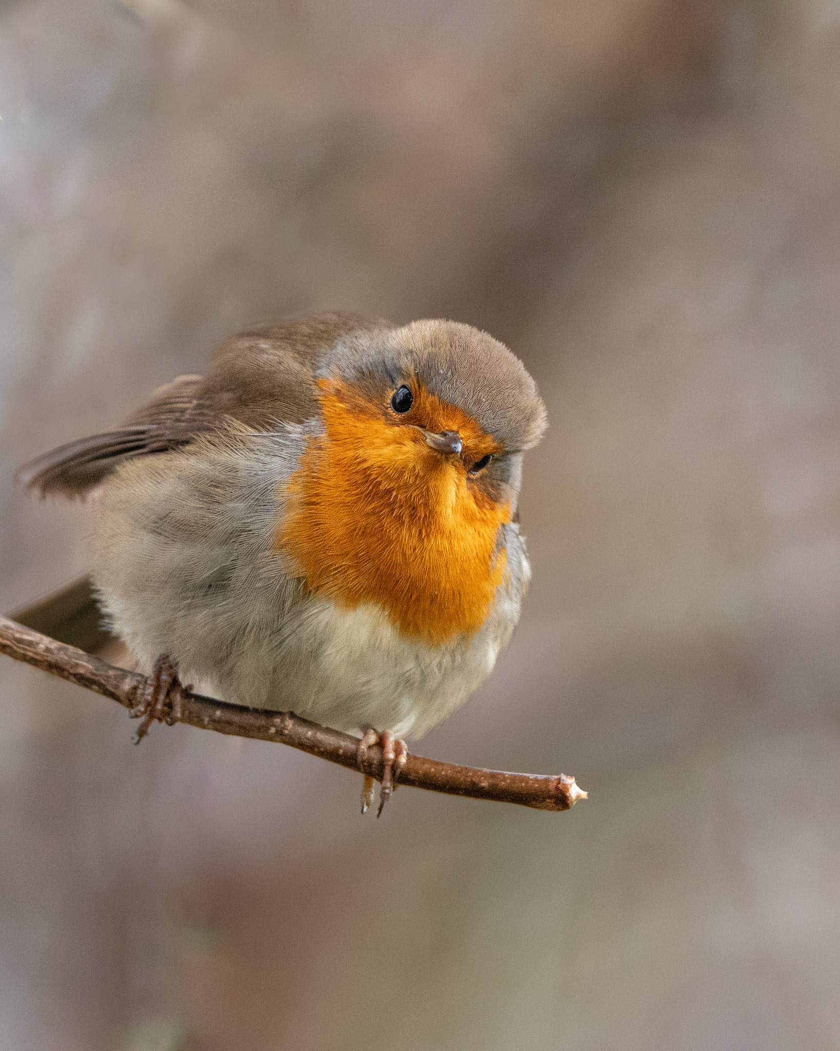 Rouge-gorge - Erithacus rubecula - European Robin
