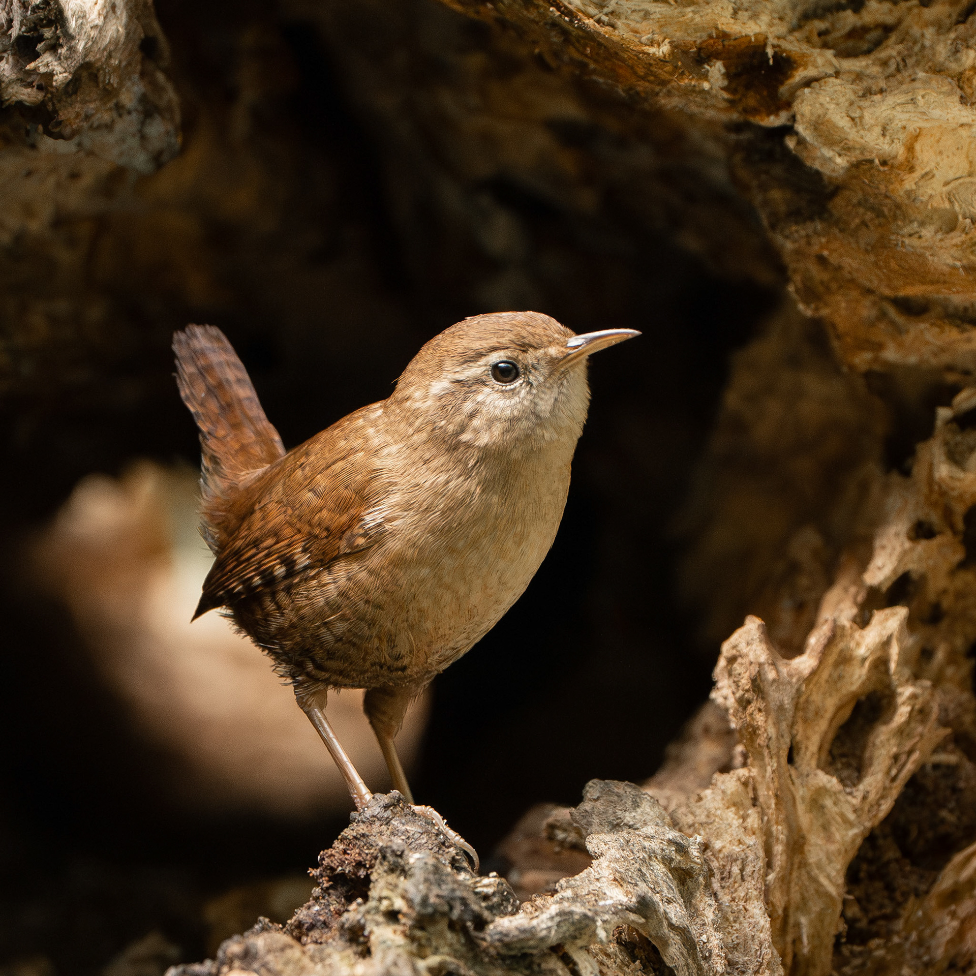 Troglodyte mignon - Troglodytes troglodytes - Eurasian Wren