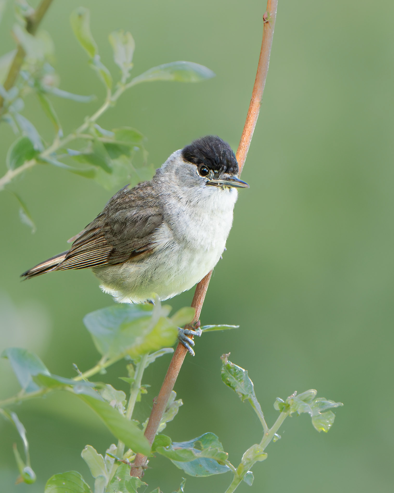 Fauvette à tête noire - Sylvia atricapilla - Eurasian Blackcap