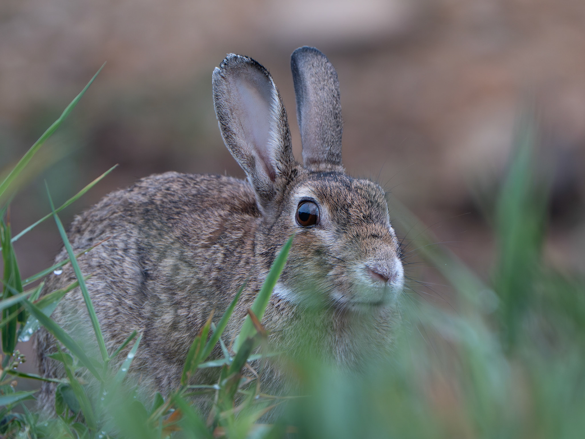 Lapin de garenne - Oryctolagus cuniculus - European rabbit
