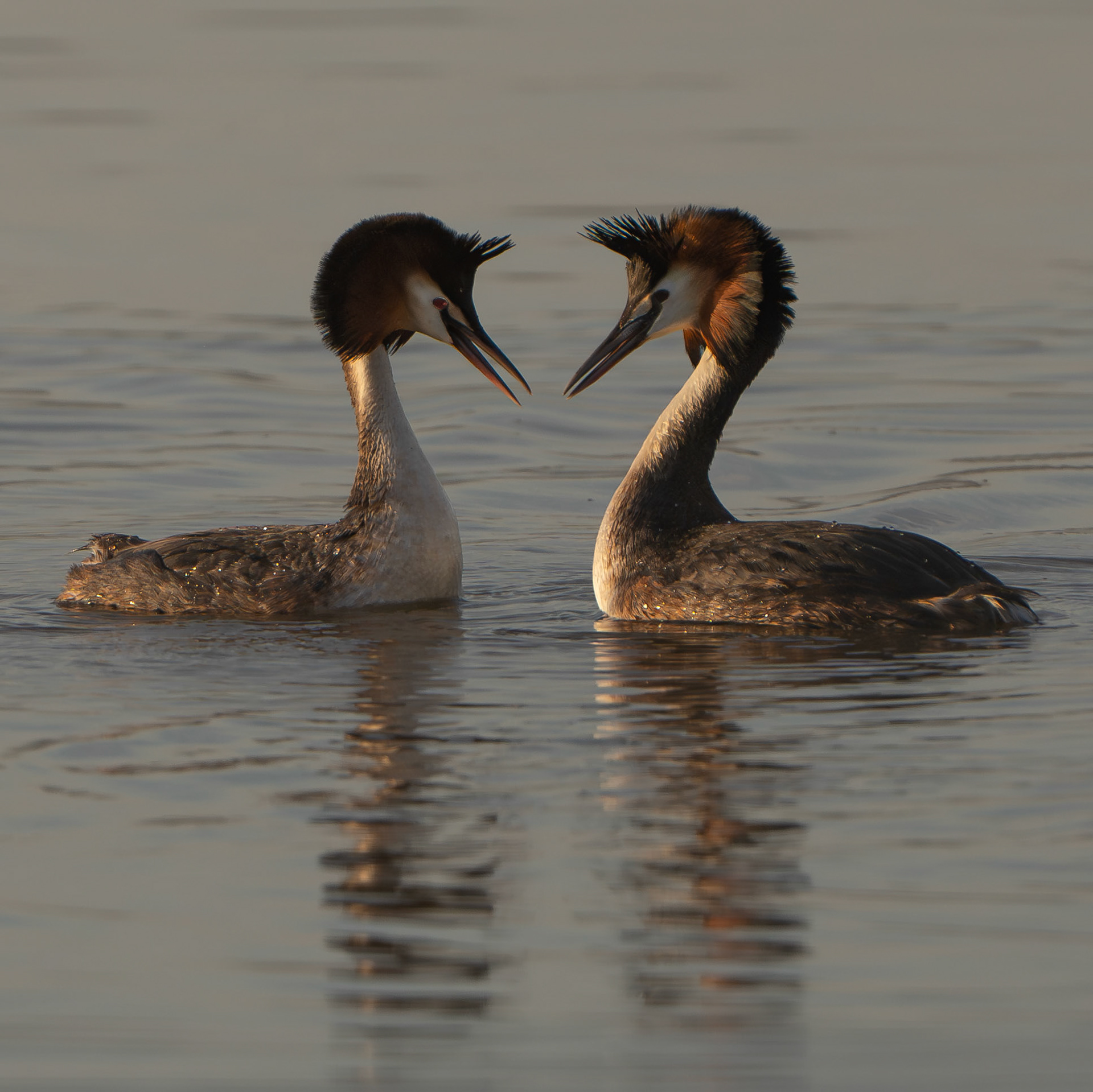 Grèbe huppé - Podiceps cristatus - Great crested grebe