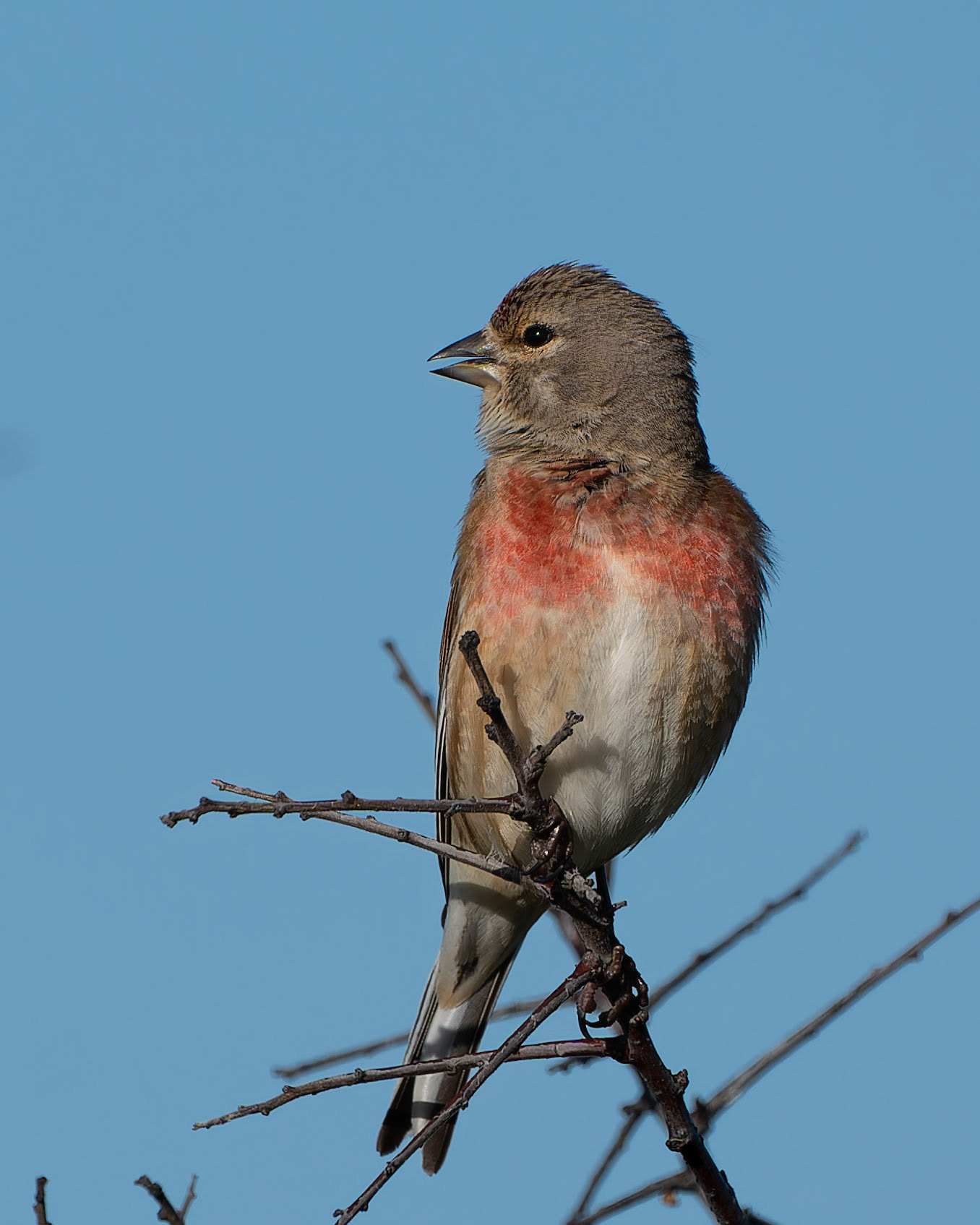 Linotte mélodieuse - Linaria cannabina - Common Linnet