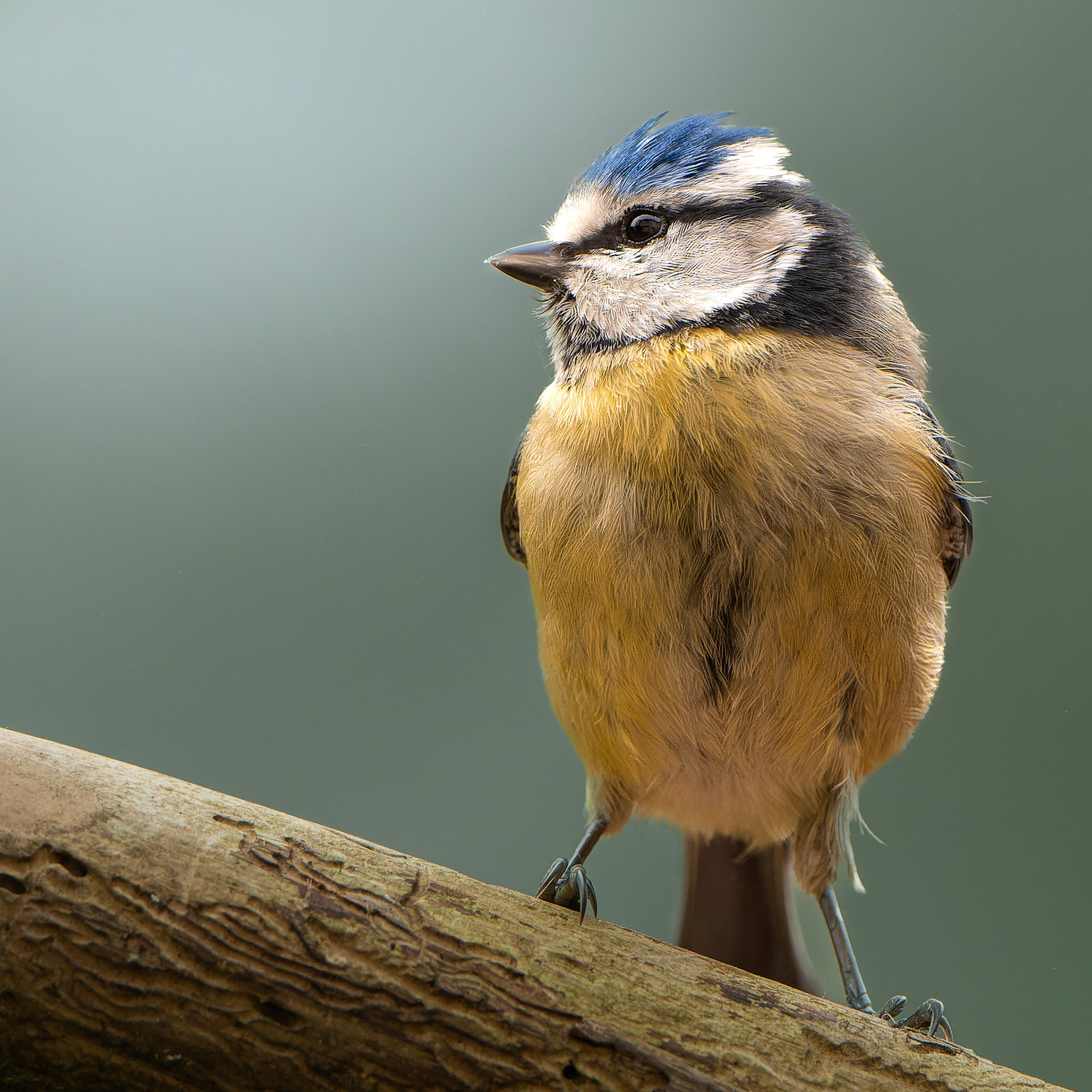 Mésange bleue - Cyanistes caeruleus - Eurasian Blue Tit