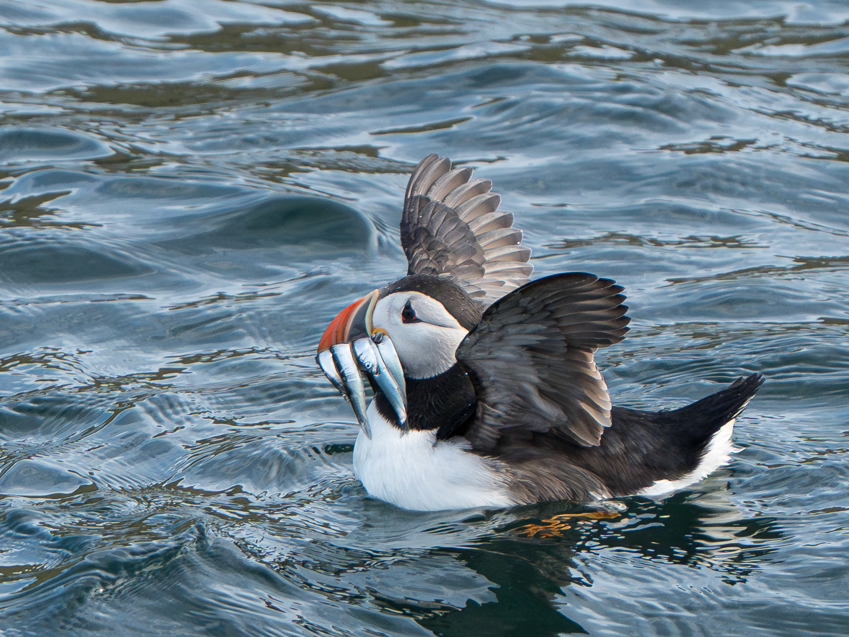 Macareurx moine - Fratercula arctica - Atlantic Puffin