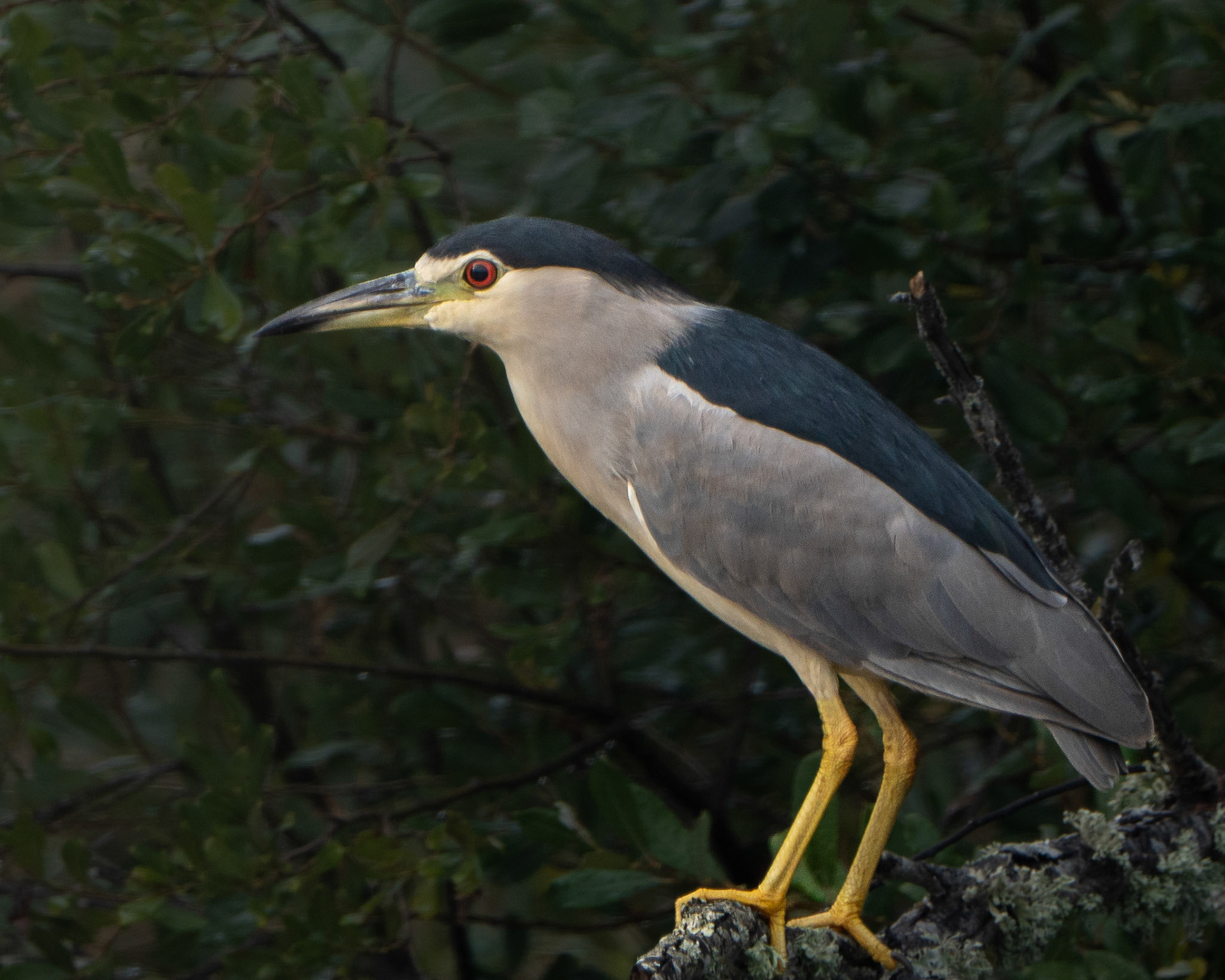 Bihoreau gris - Nycticorax nycticorax - Black-crowned Night Heron