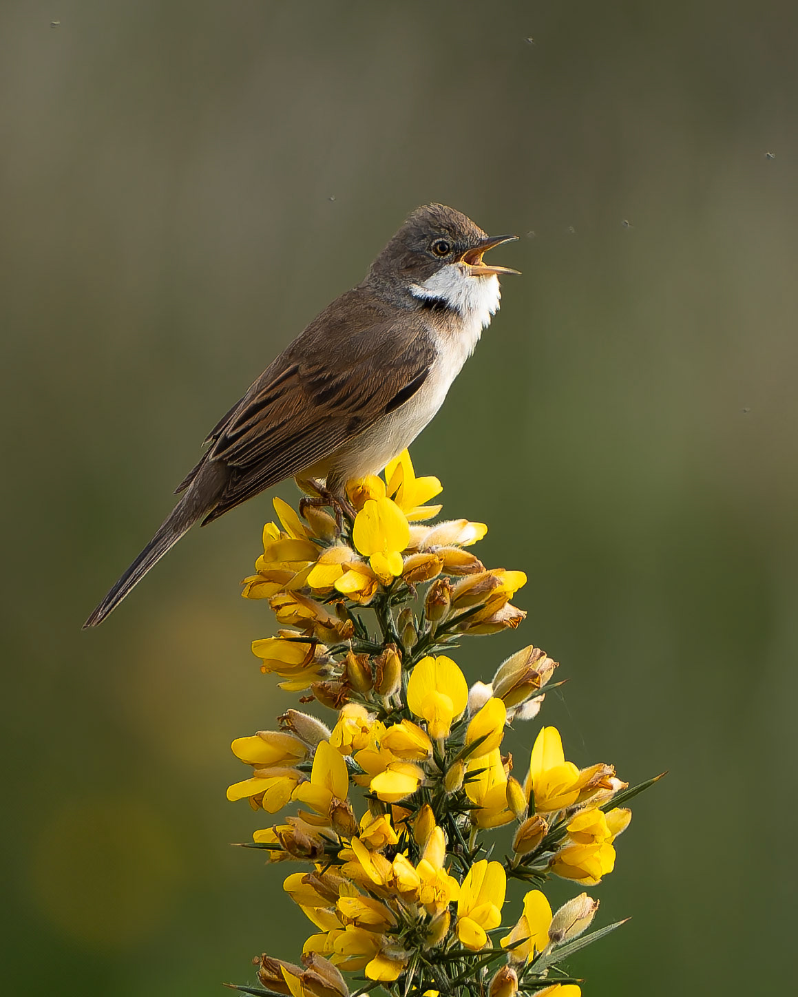 Fauvette grisette - Curruca communis - Common Whitethroat