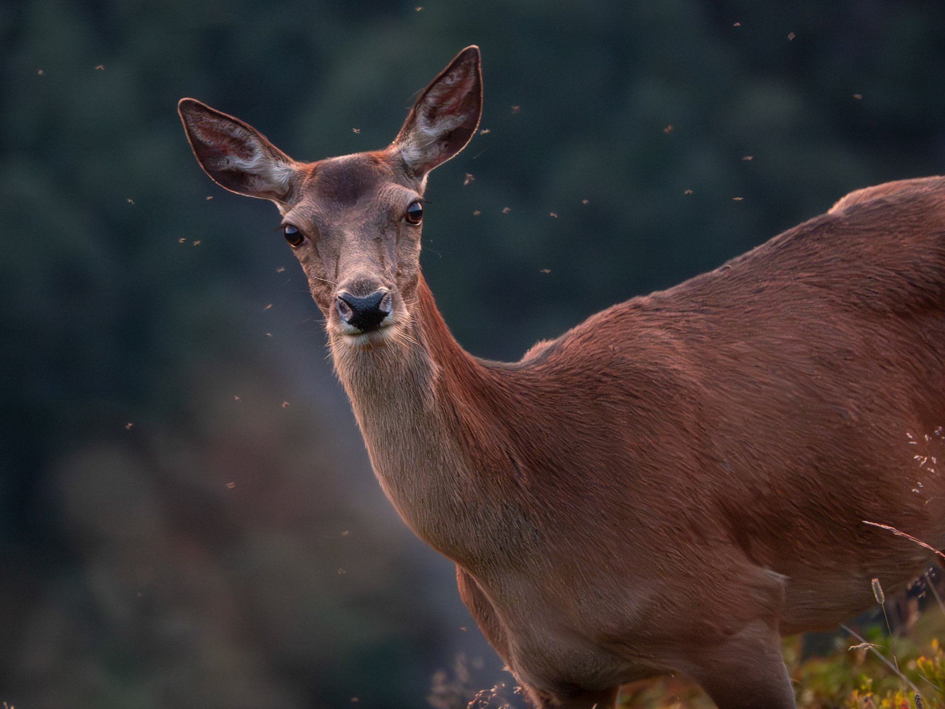 Lucie Trocmé - Biche de Cervus elaphus - Red deer