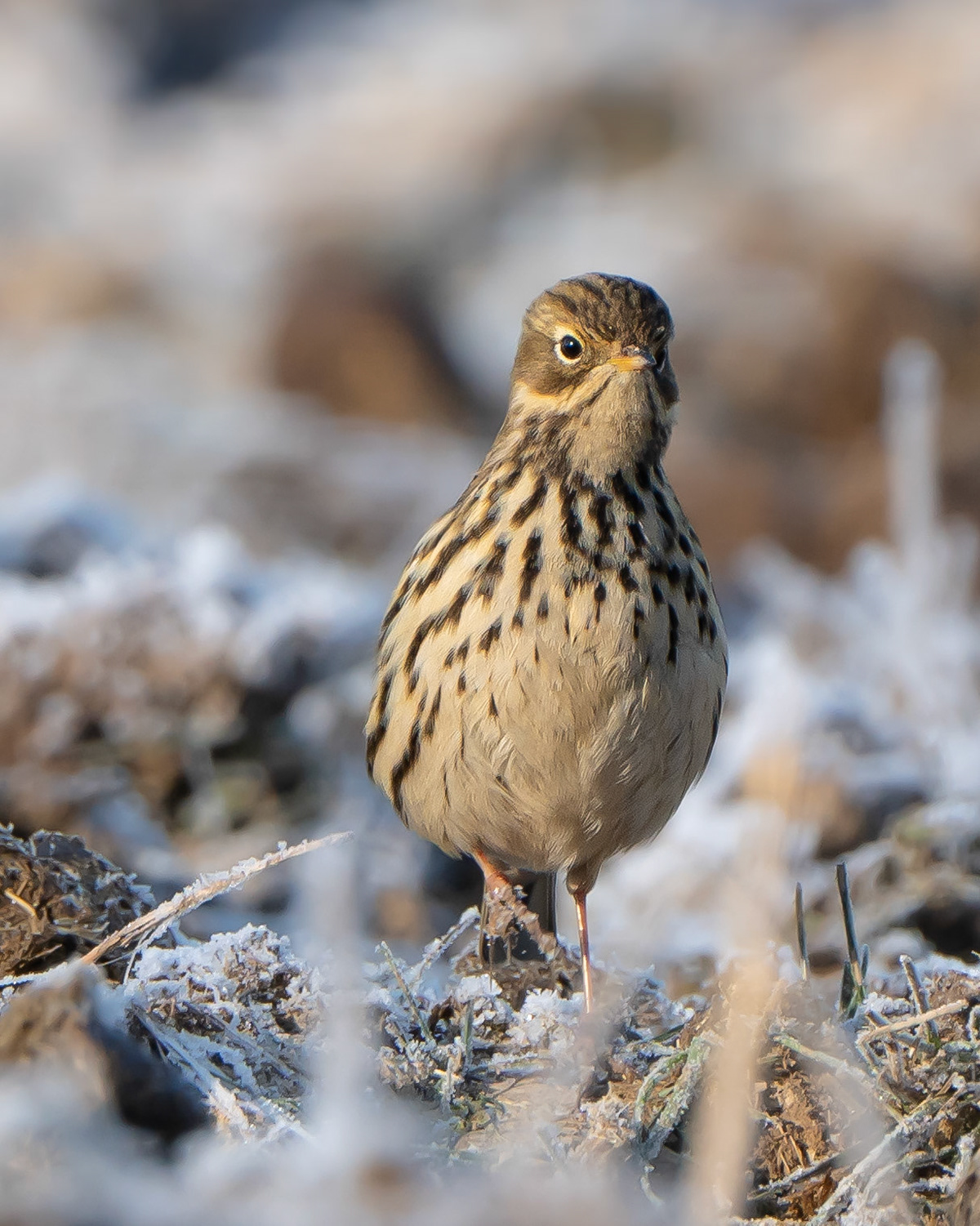 Pipit farlouse - Anthus pratense - Meadow pipit