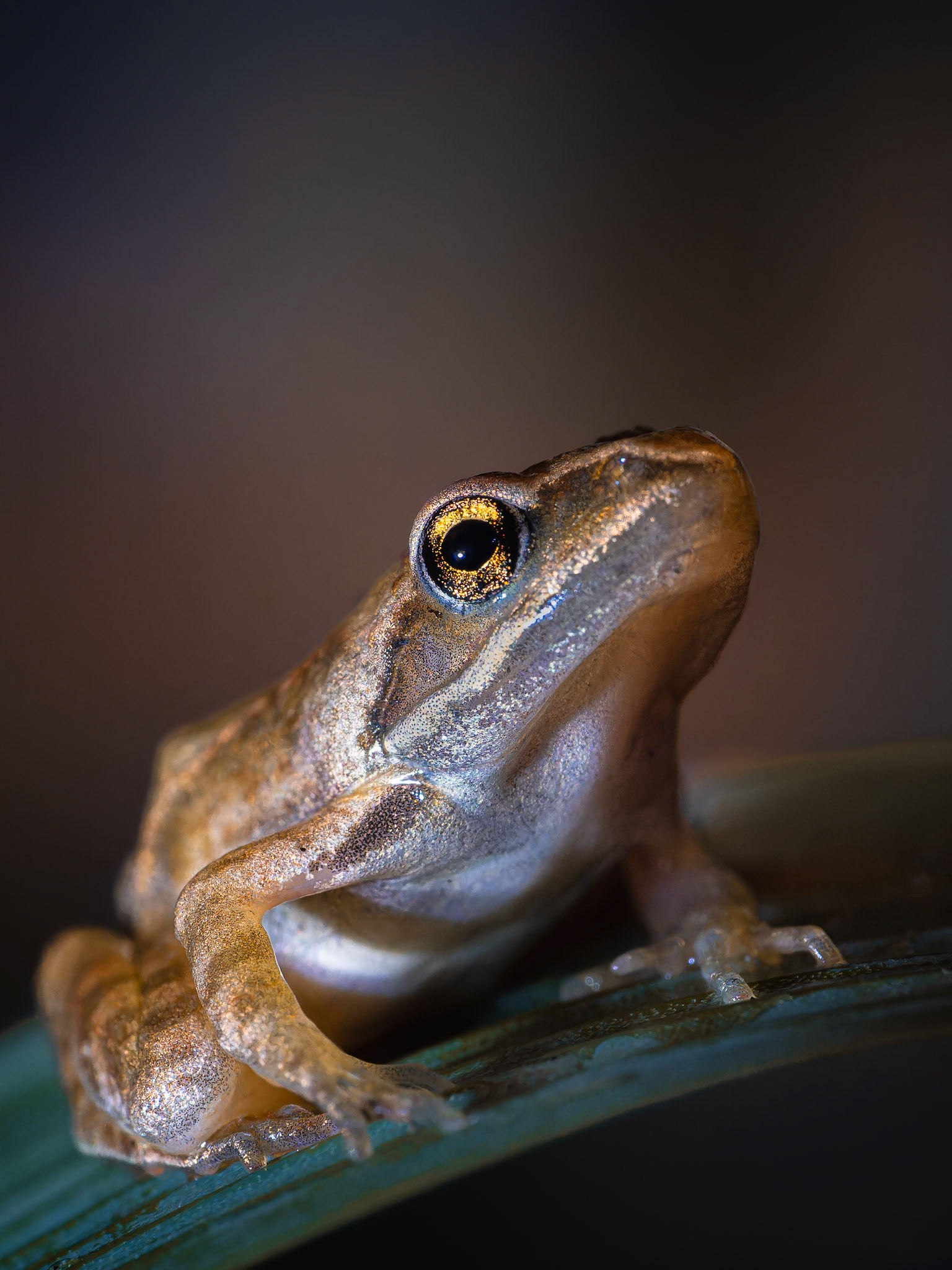 Grenouille agile - Rana dalmatina - Agile frog