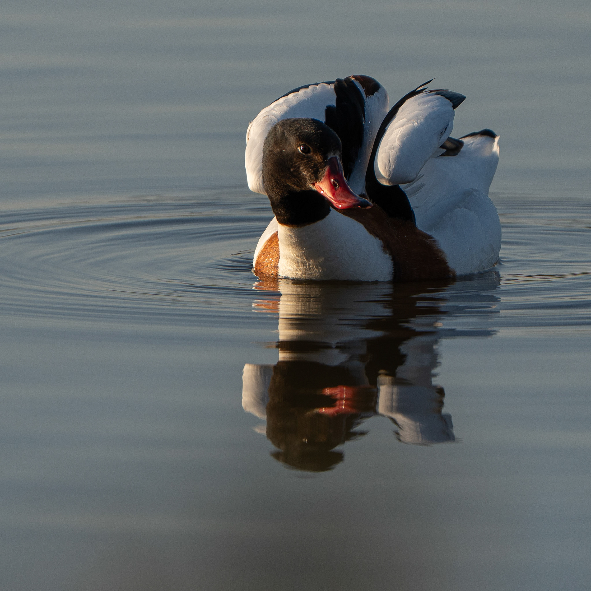 Tadorne de Belon - Tadorna tadorna - Common Shelduck