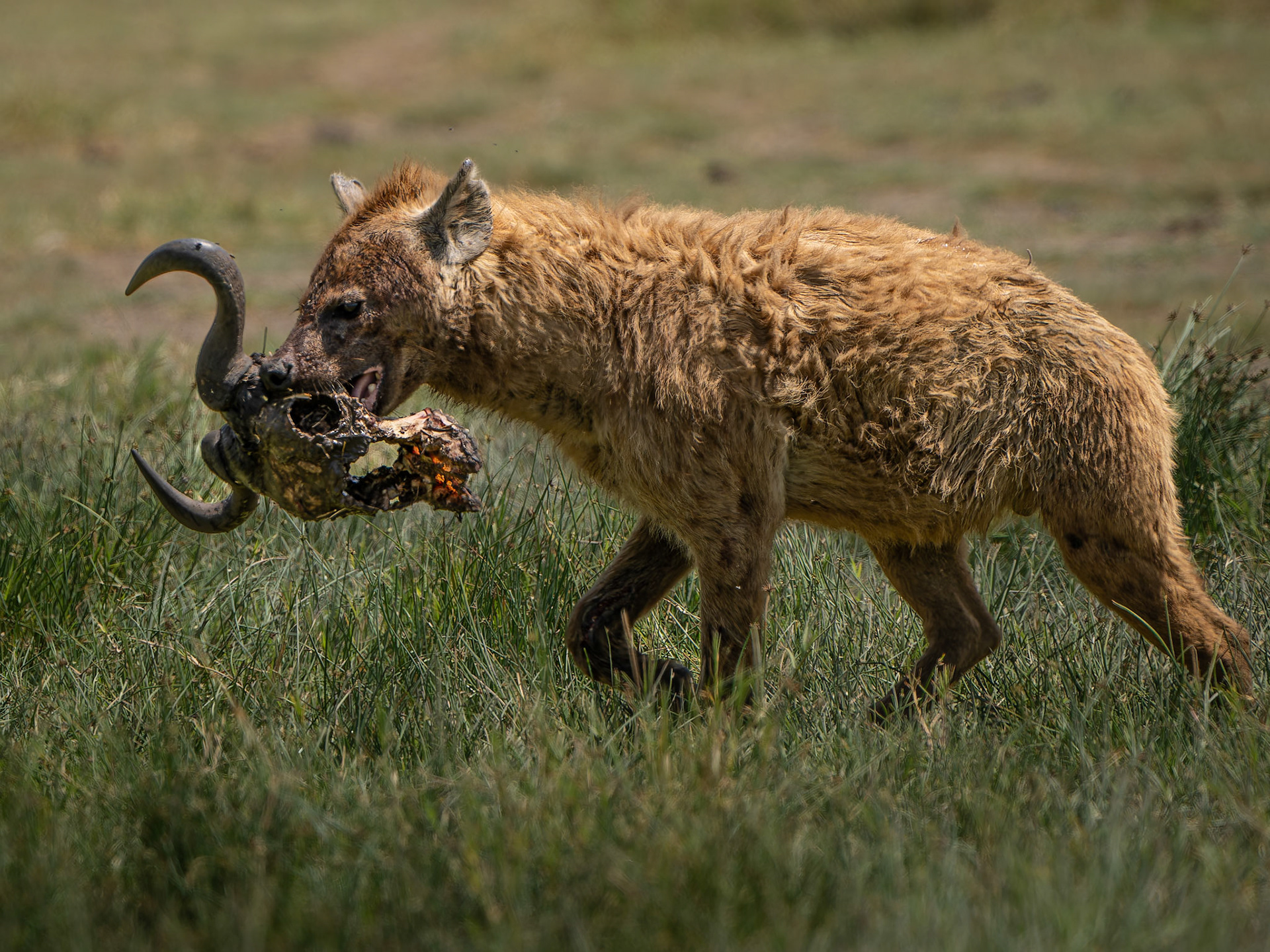 Hyène tachetée - Crocuta crocuta - Spotted hyena