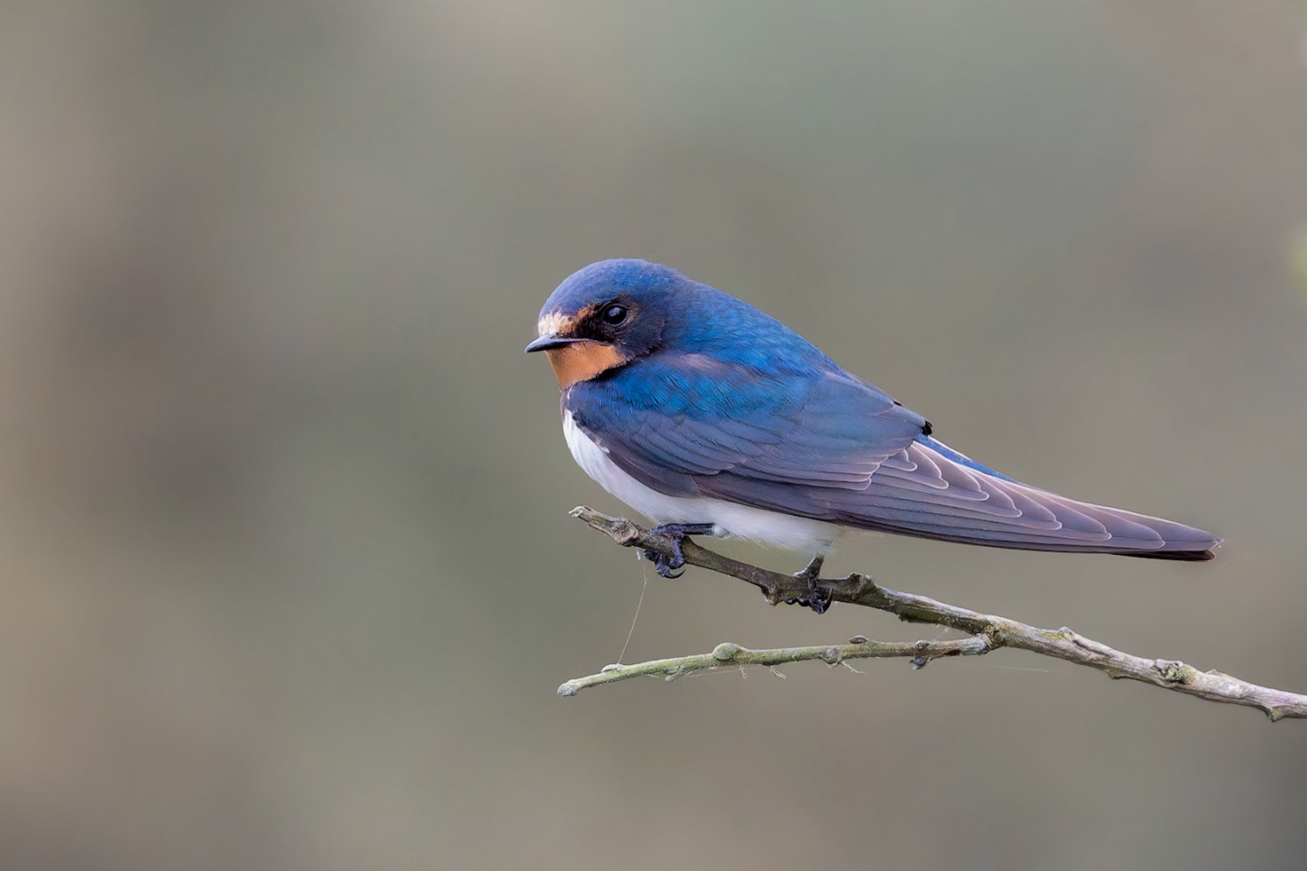 Hirondelle rustique - Hirundo rustica - Barn swallow