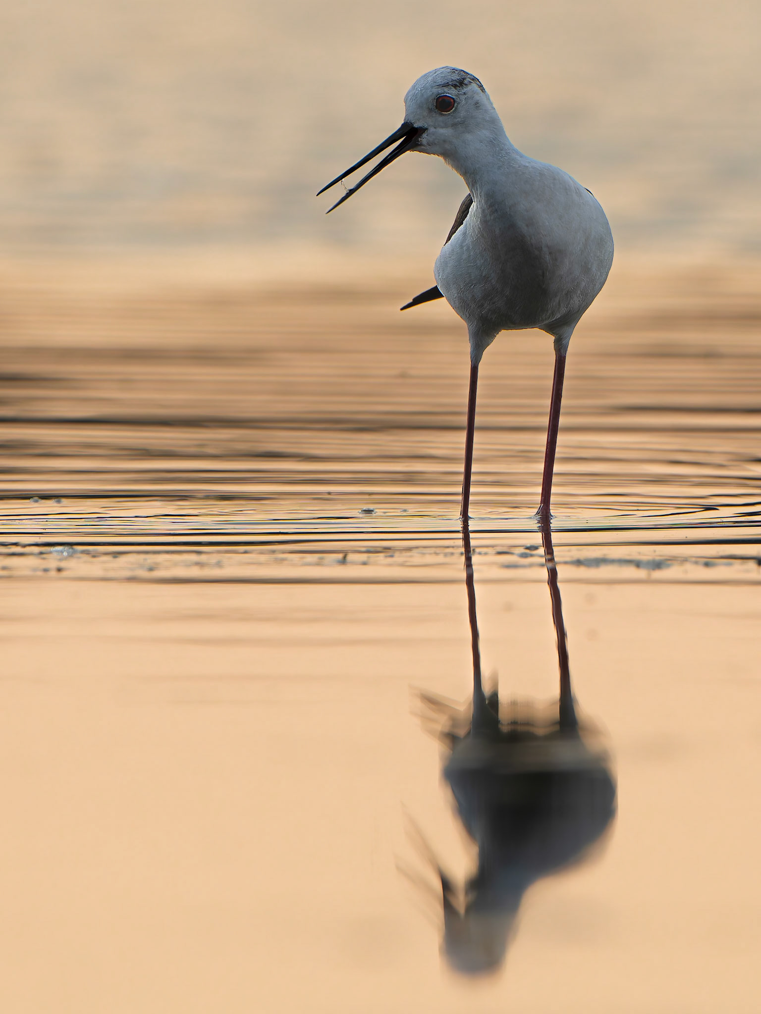 Echasse blanche - Himantopus himantopus - Black-winged Stilt