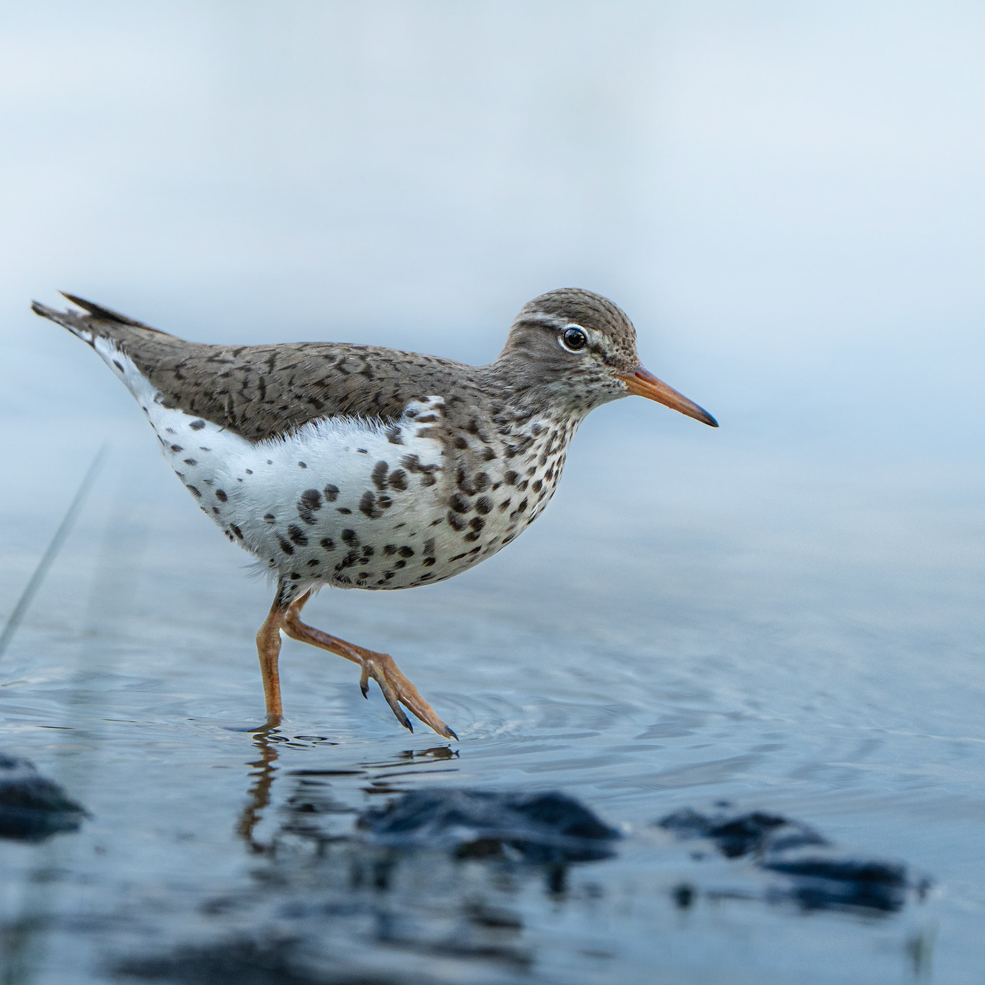 Chevalier grivelé - Actitis macularius - Spotted Sandpiper