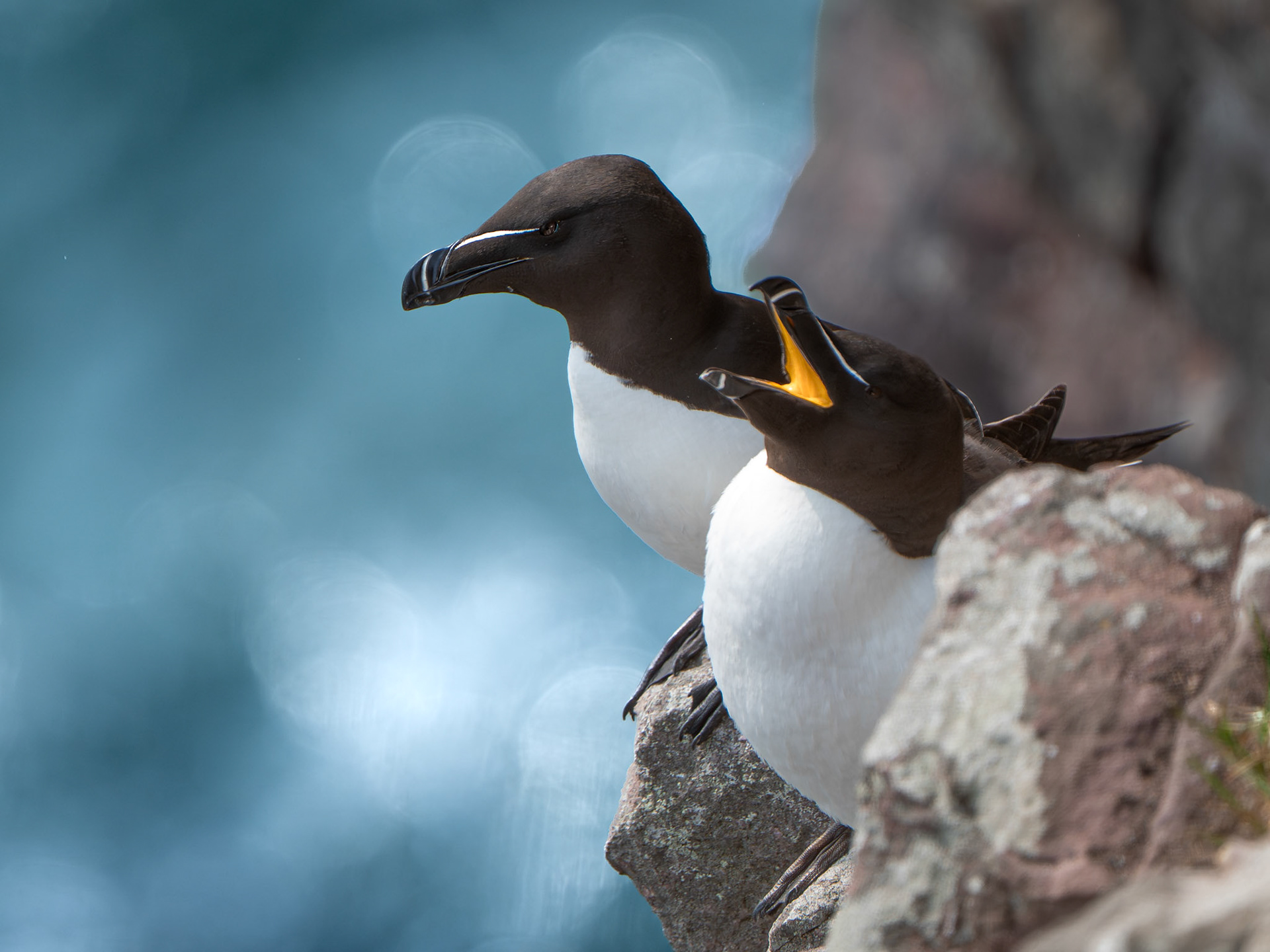 Pingouin torda - Alca torda - Razor bill