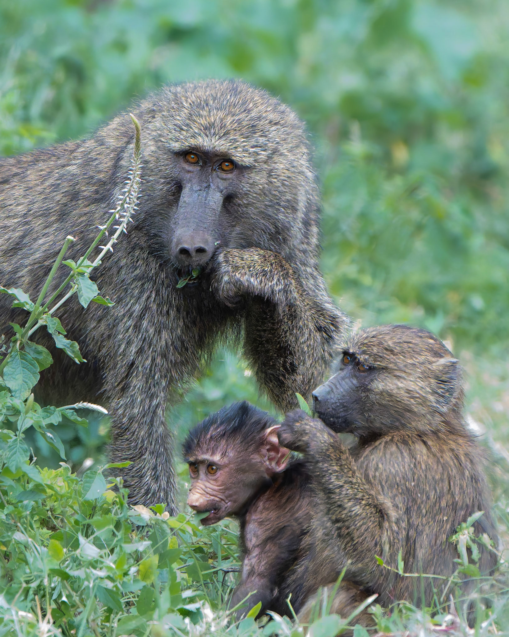 Babouin olive - Papio anubis - Olive baboon