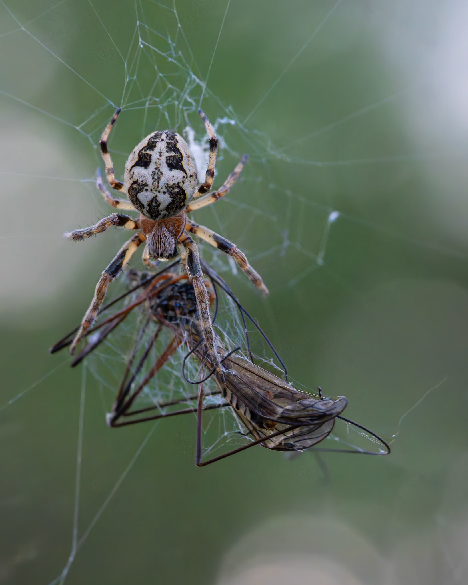 Epeire des roseaux - Larinioides cornutus - furrow orb spider