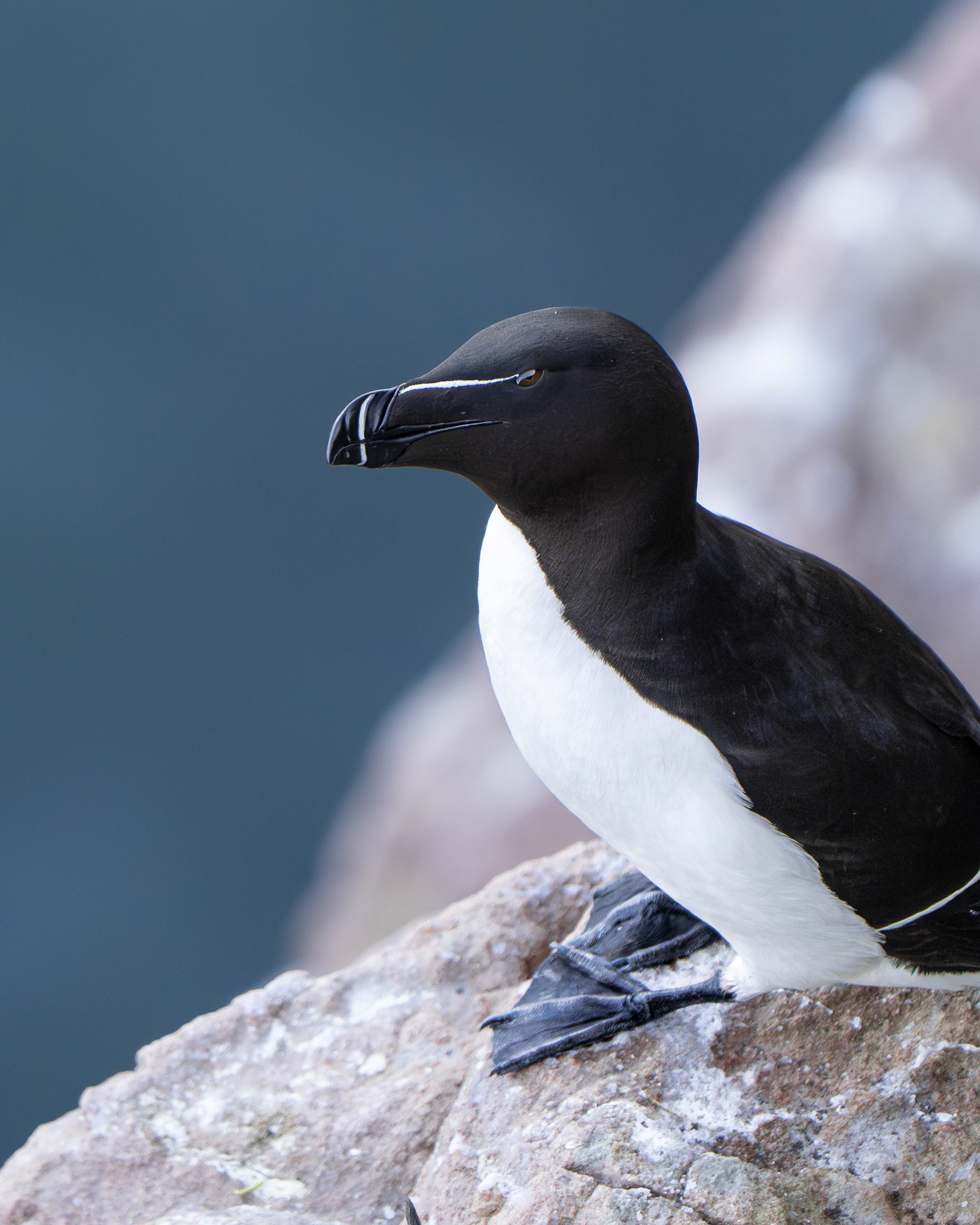 Pingouin torda - Alca torda - Razorbill