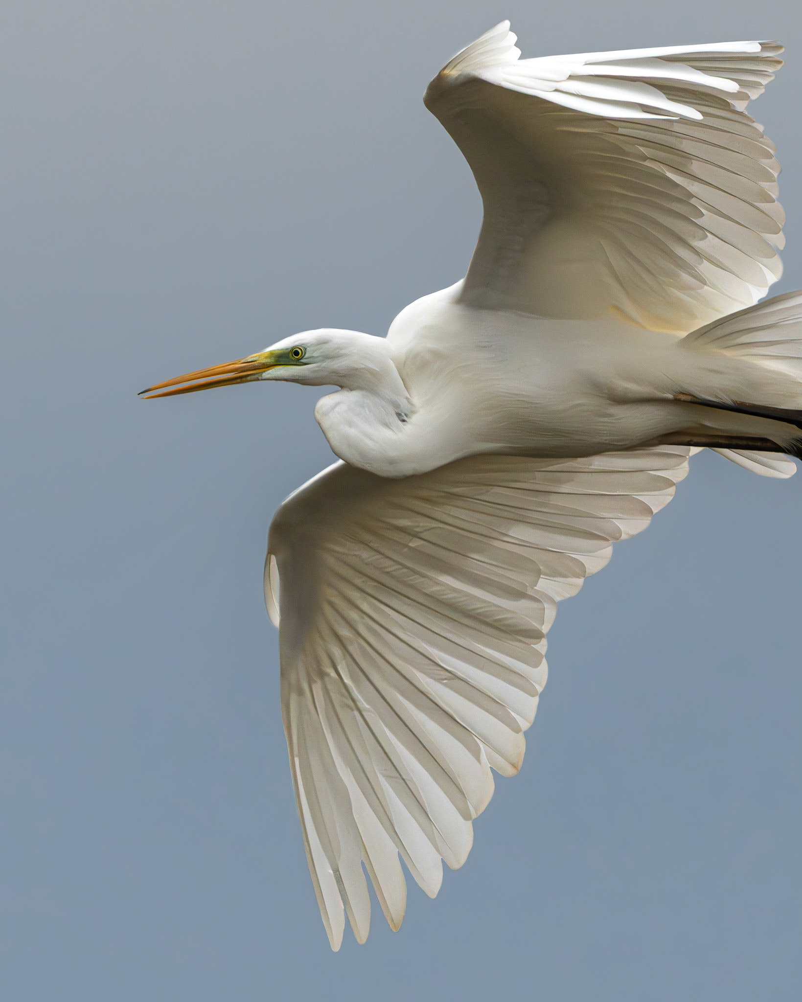 Grande aigrette - Ardea alba - Great egret