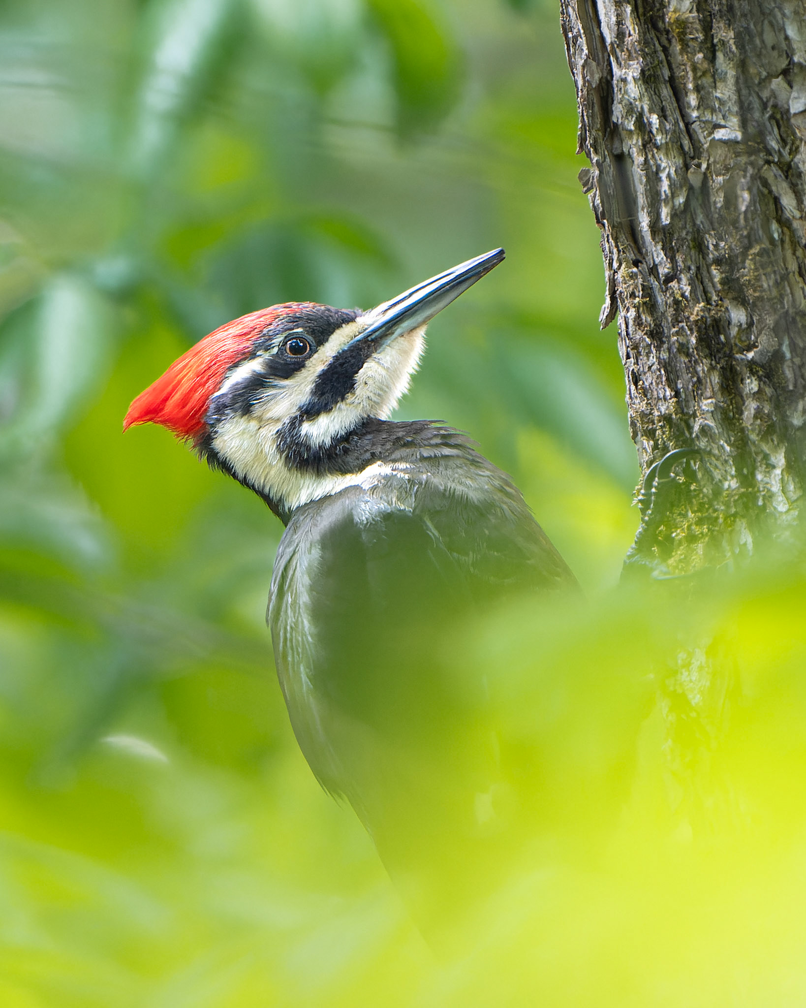 Grand pic - Dryocopus pileatus - Pileated woodpecker