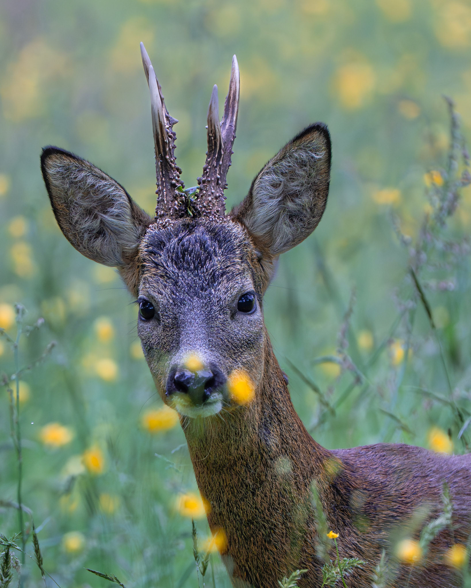 Chevreuil - Capreolus capreolus -Roe deer