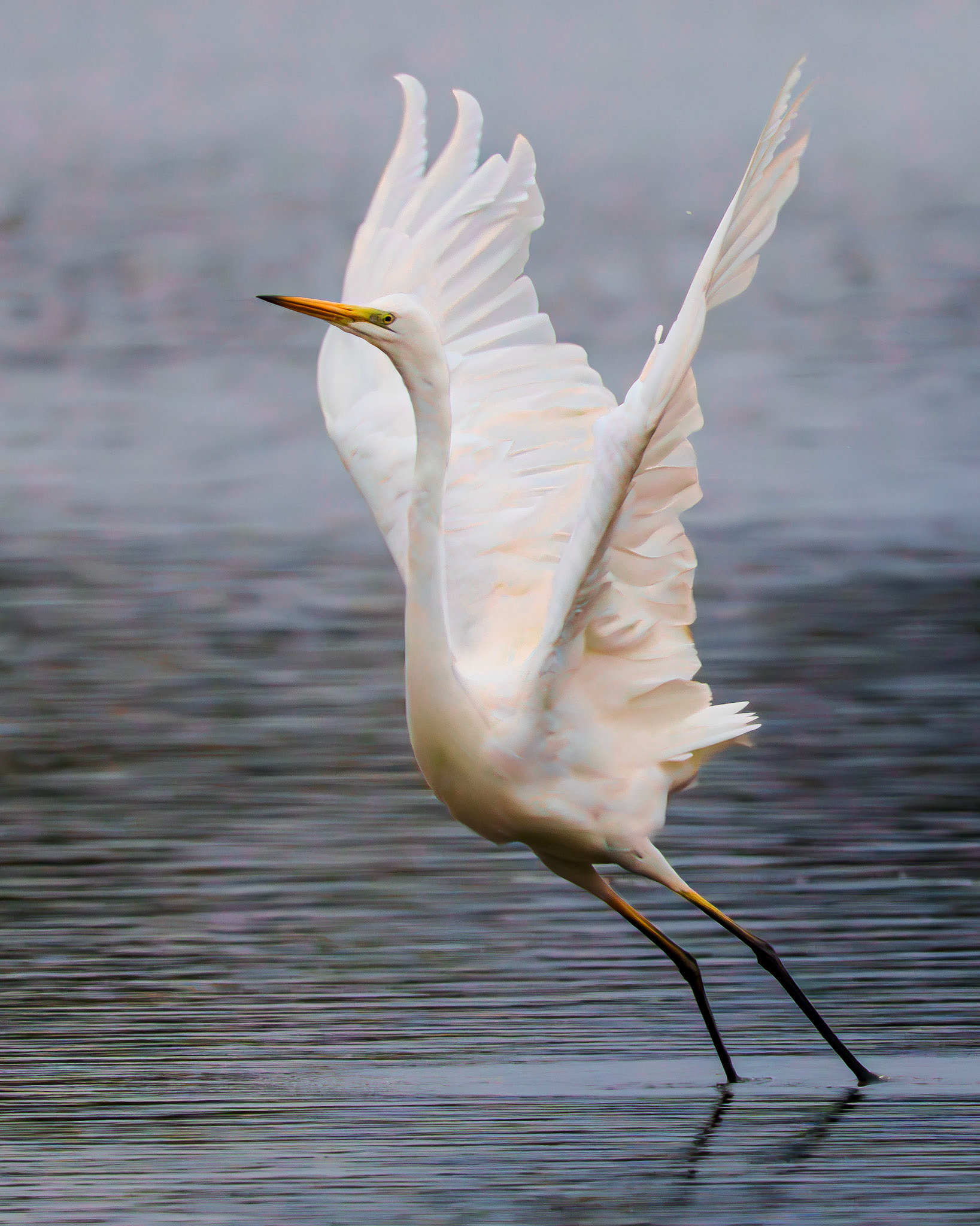 Grande aigrette - Ardea alba - Great egret
