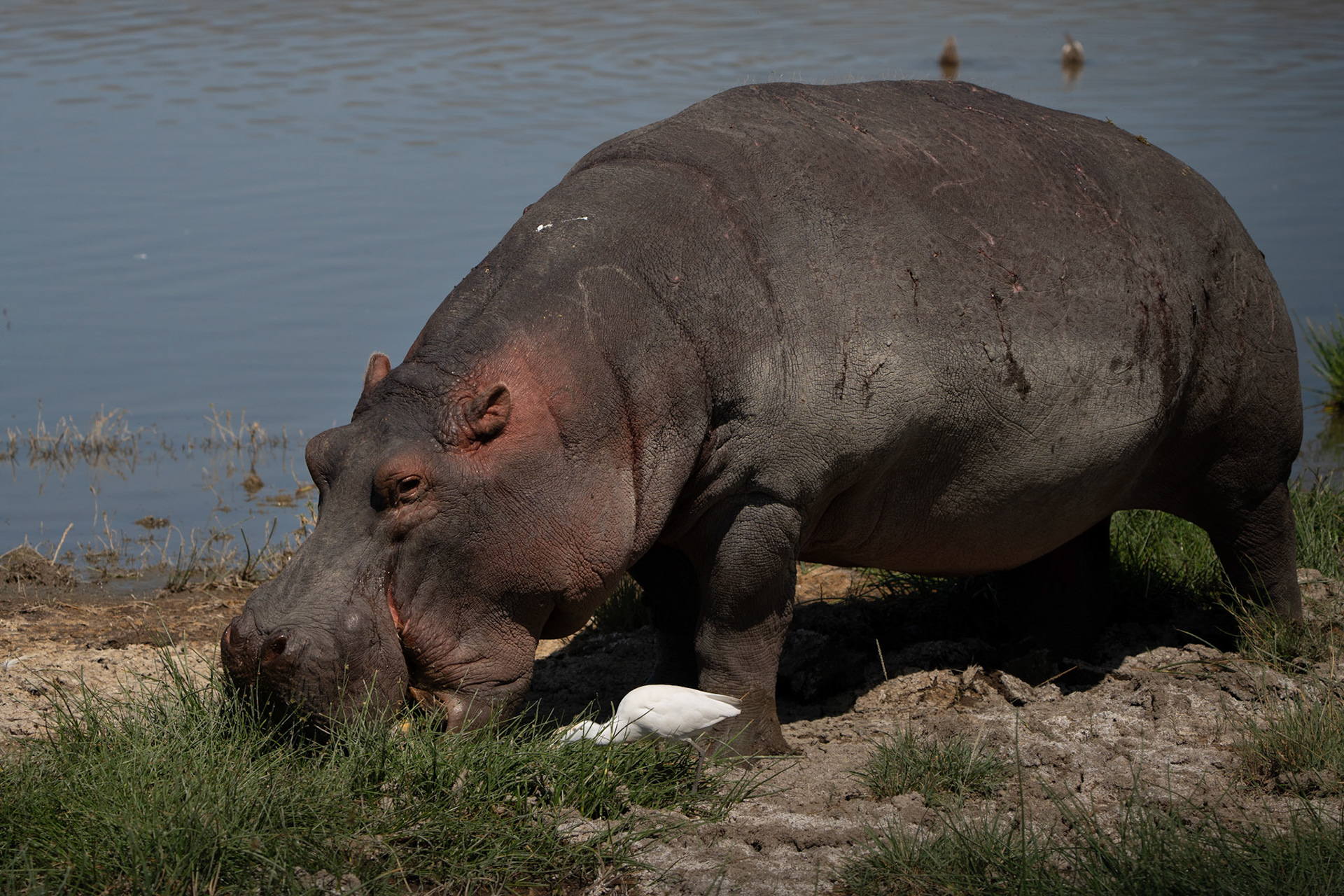 Hippopotame - Hippopotamus amphibius - river hippopotamus
