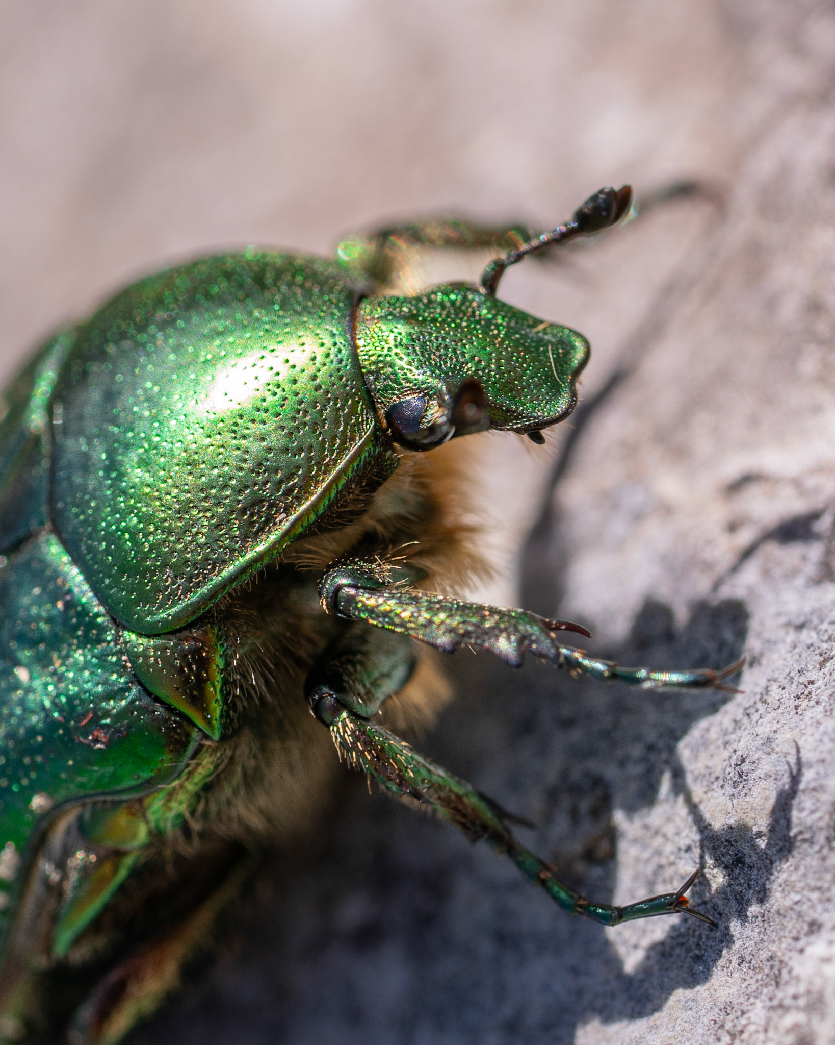 Cétoine dorée - Cetonia aurata - Green rose chafer