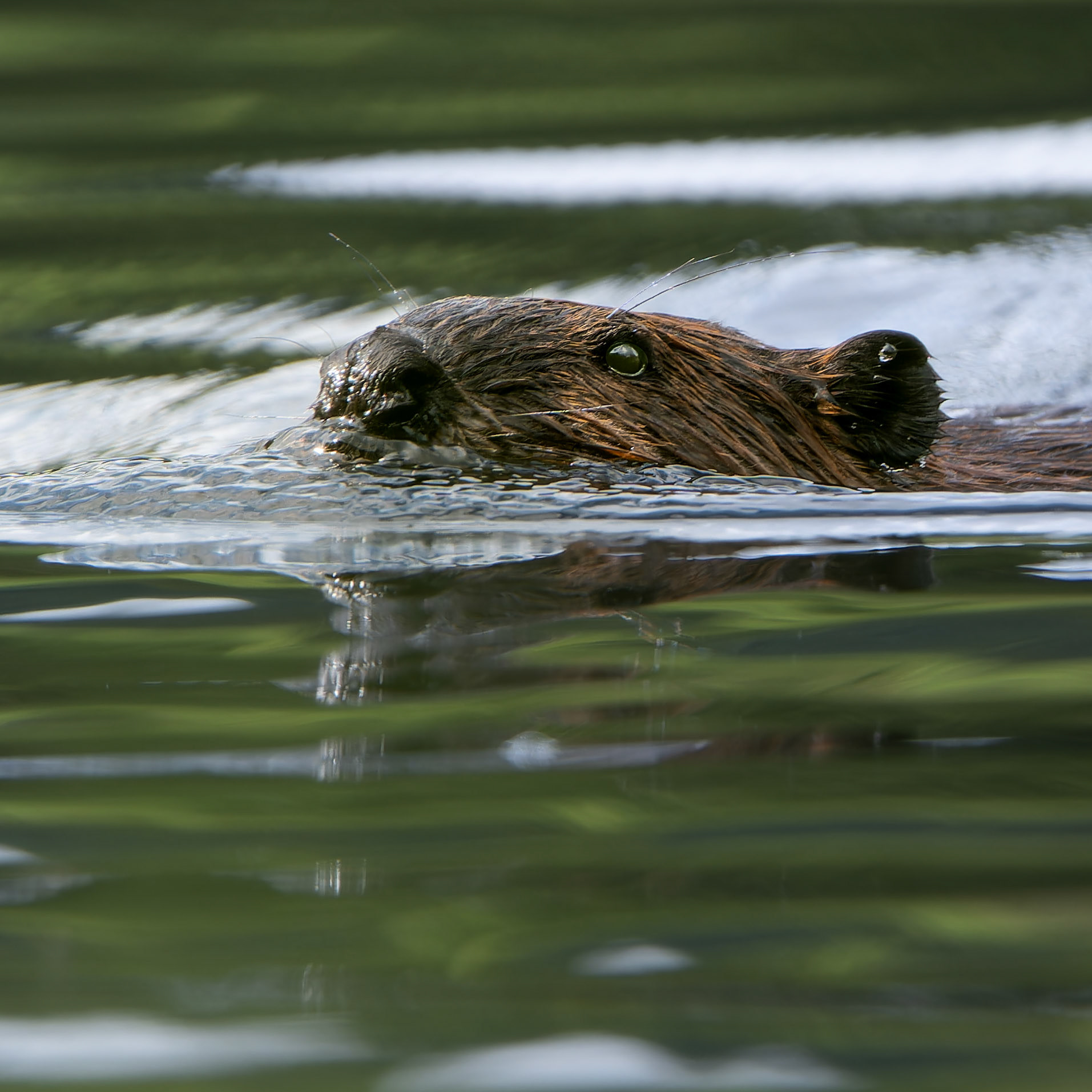 Castor du Canada - Castor canadensis - North american castor