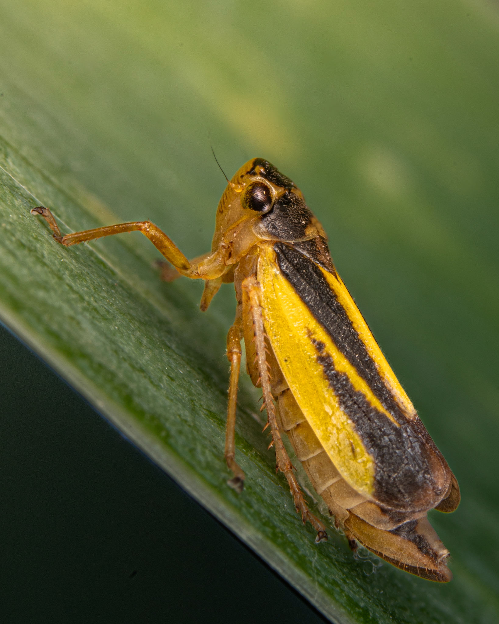 Evacanthus interruptus