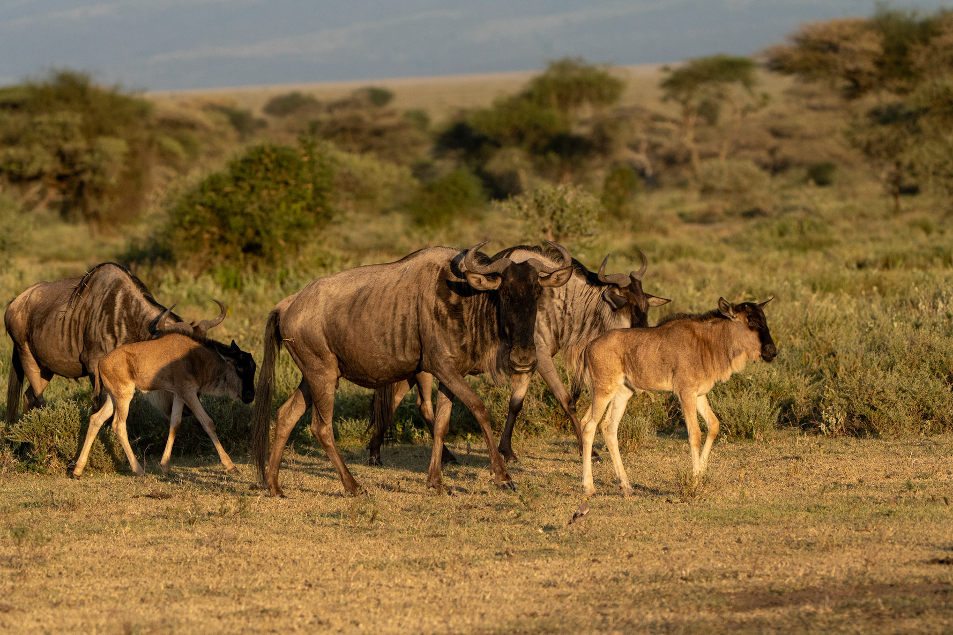 Gnous - Connochaetes taurinus - Wildebeast